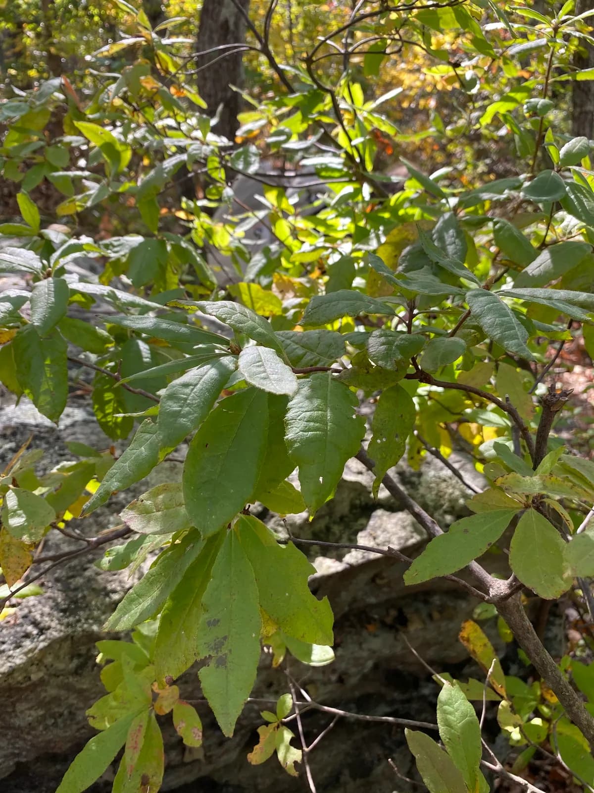 Early Azalea (Rhododendron prinophyllum)