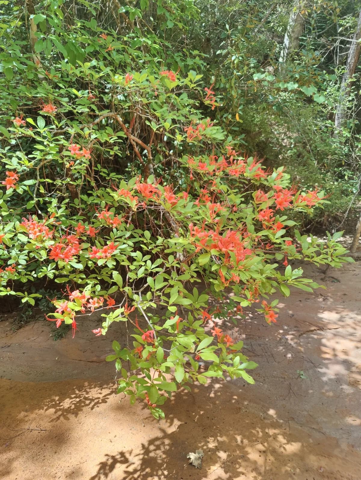 Plum-leaf azalea (Rhododendron prunifolium)