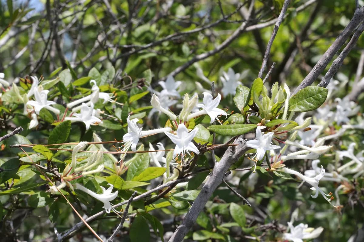 Swamp azalea (Rhododendron serrulatum)