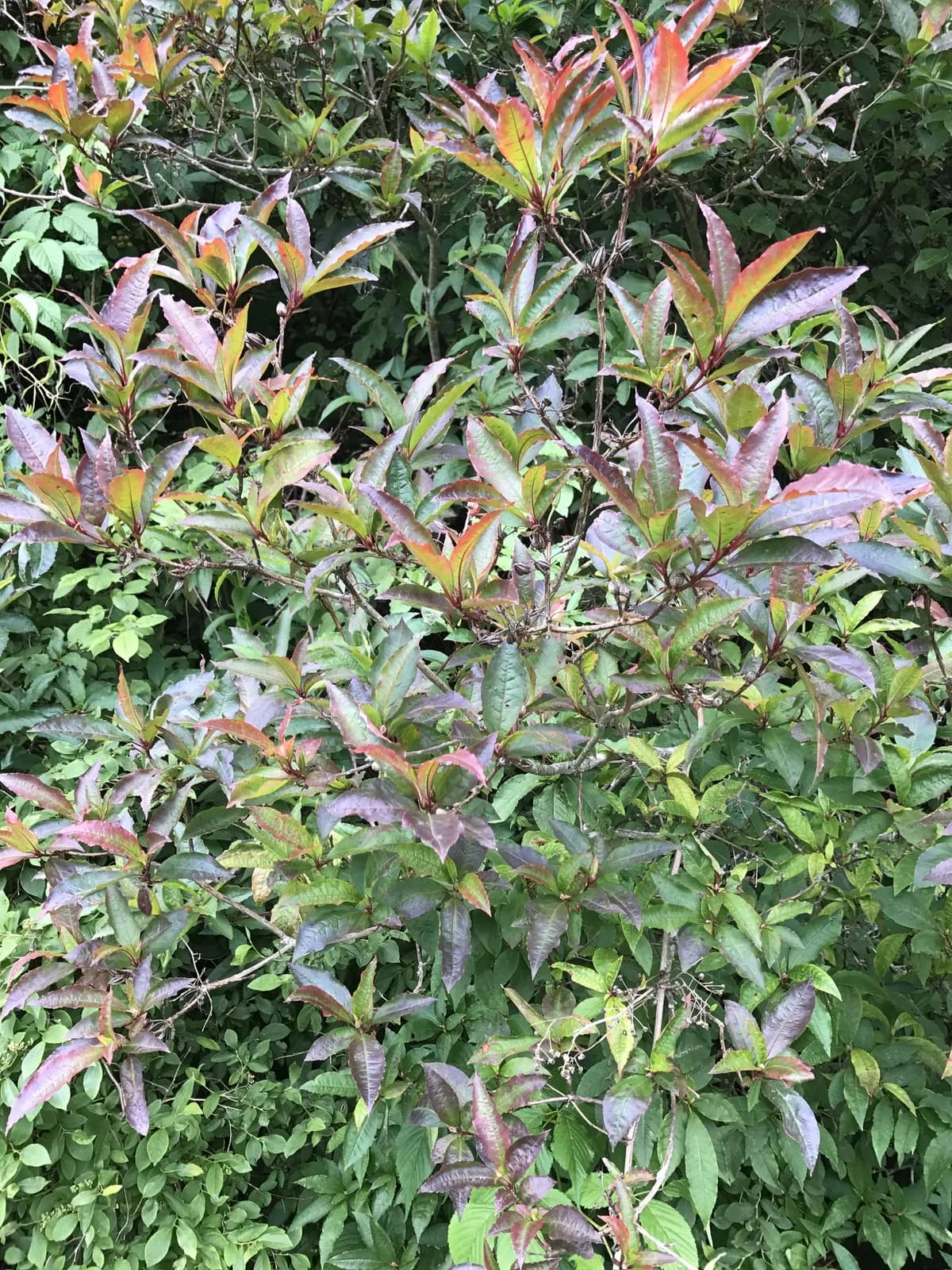 Pink-shell Azalea (Rhododendron vaseyi)