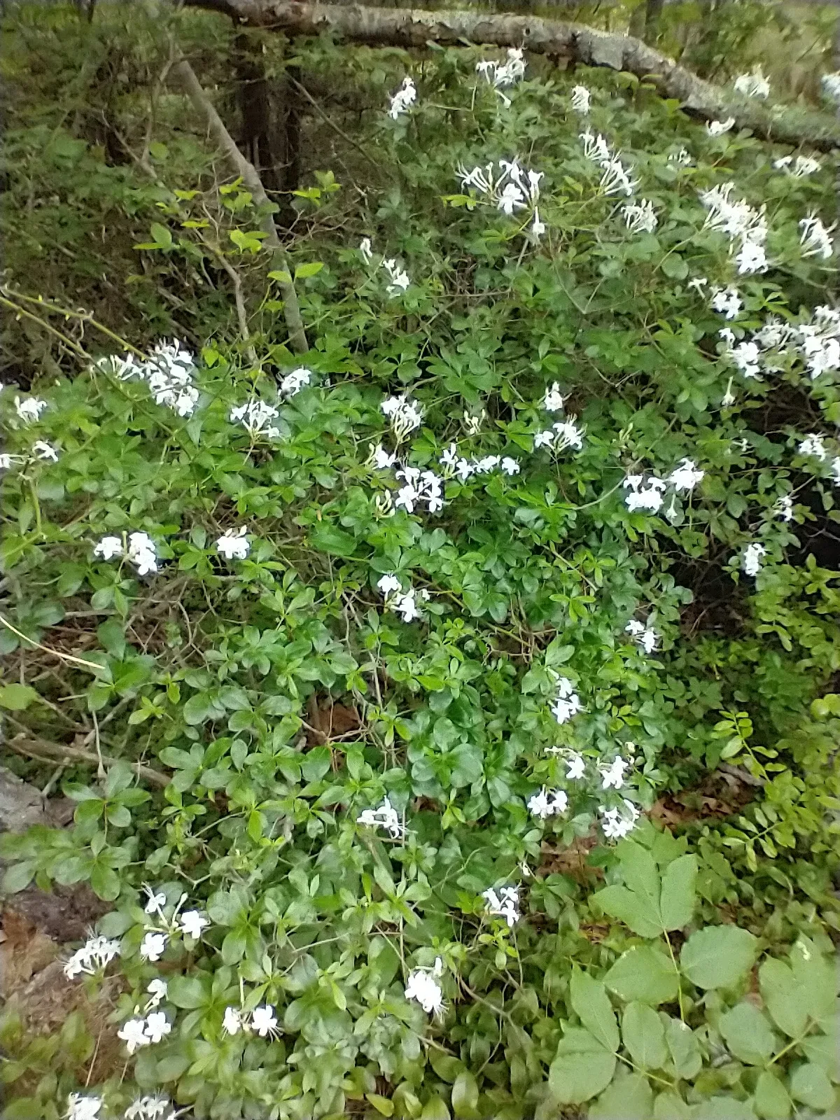 Clammy Azalea (Rhododendron viscosum)