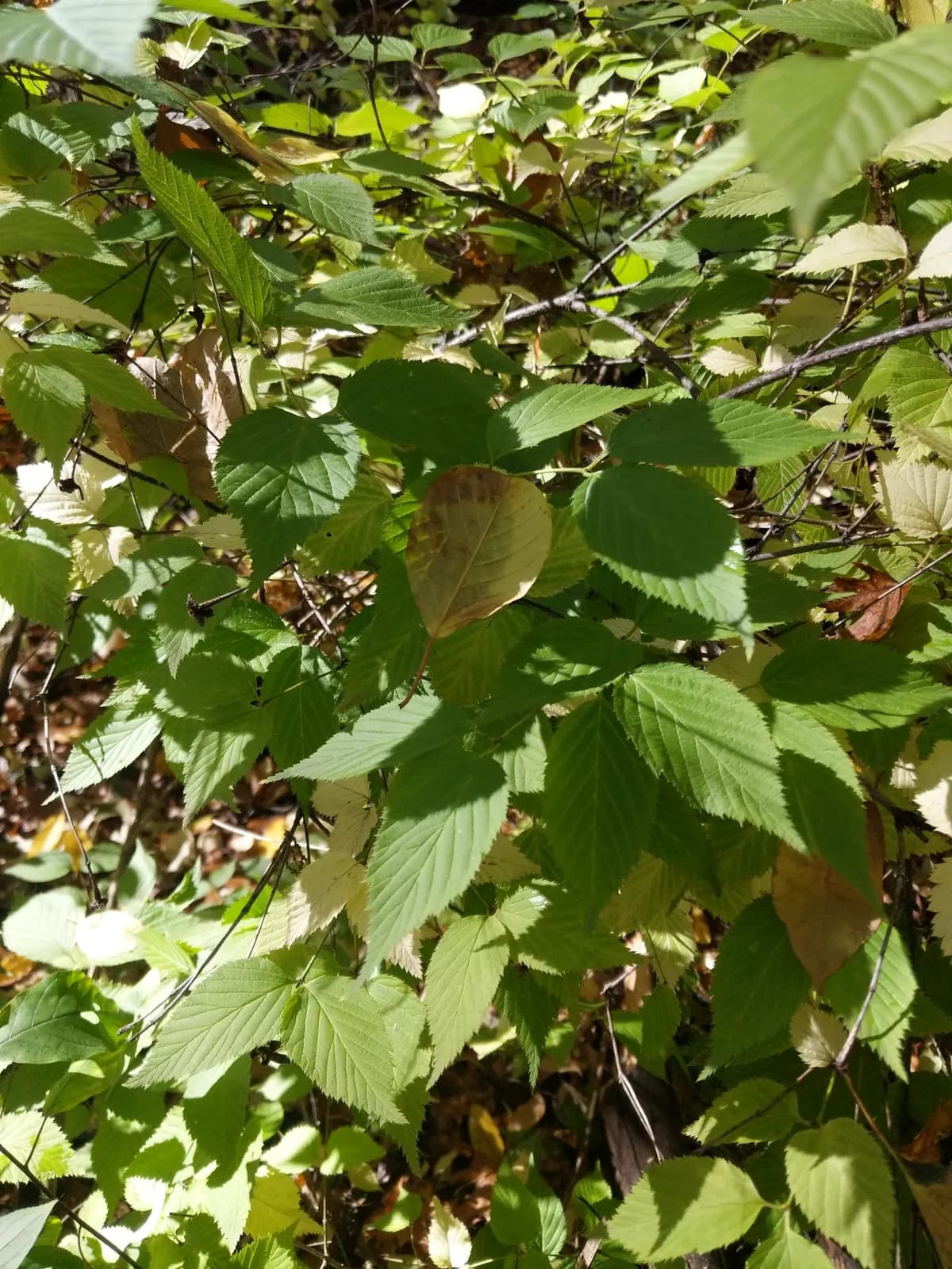 Jetbead (Rhodotypos scandens)