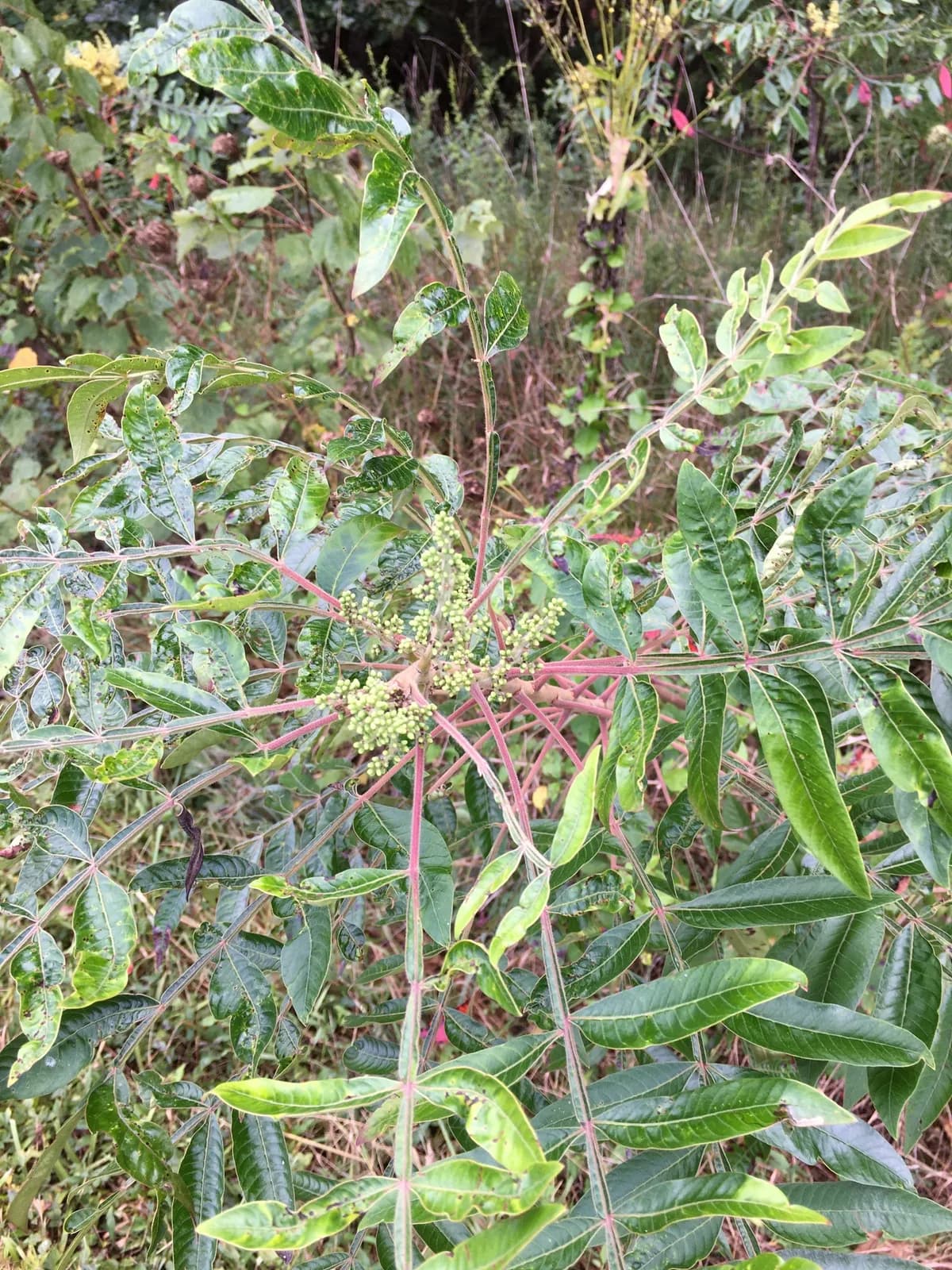 Black Sumac (Rhus copallina)