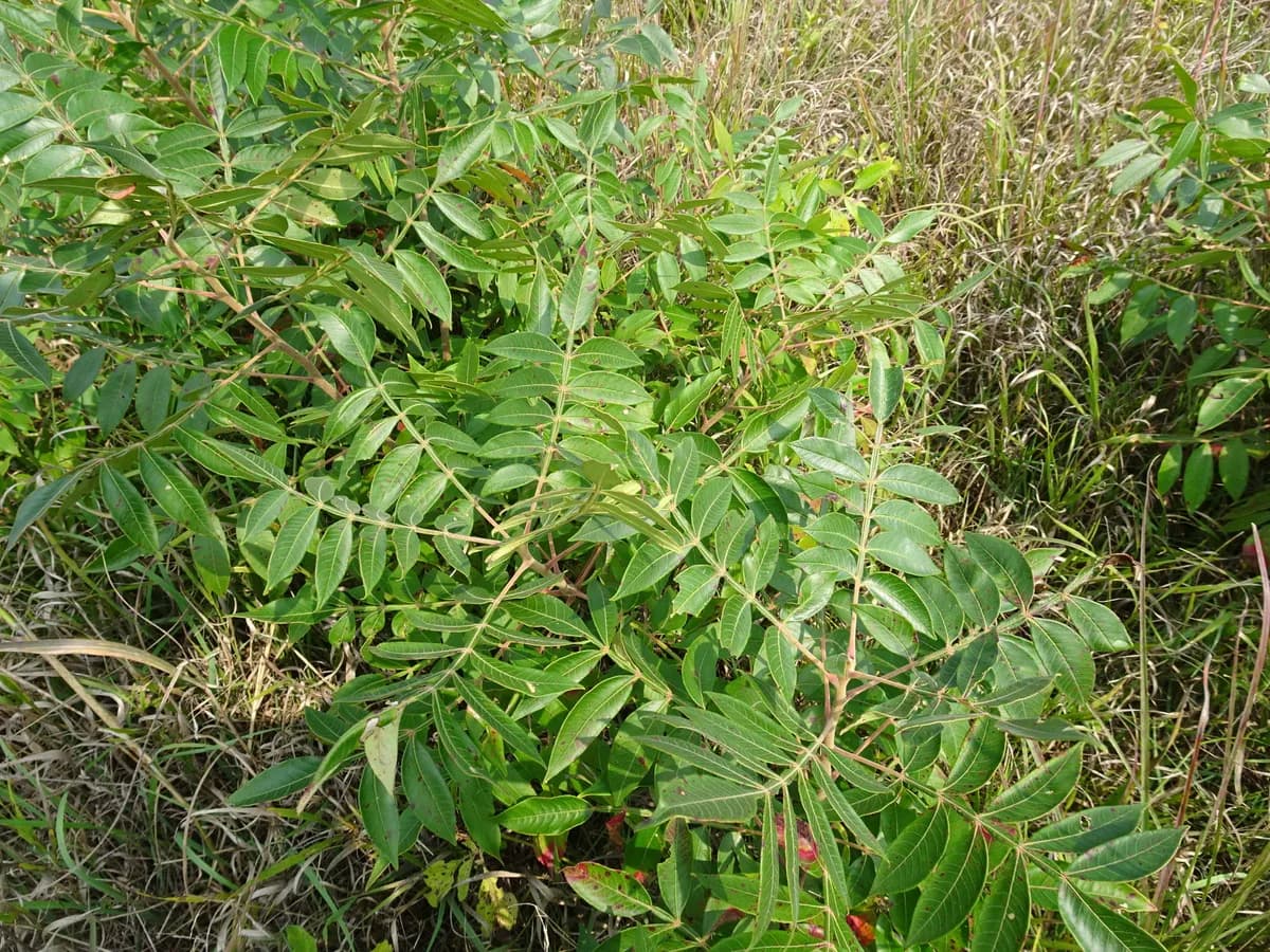 Black sumac (Rhus copallinum)