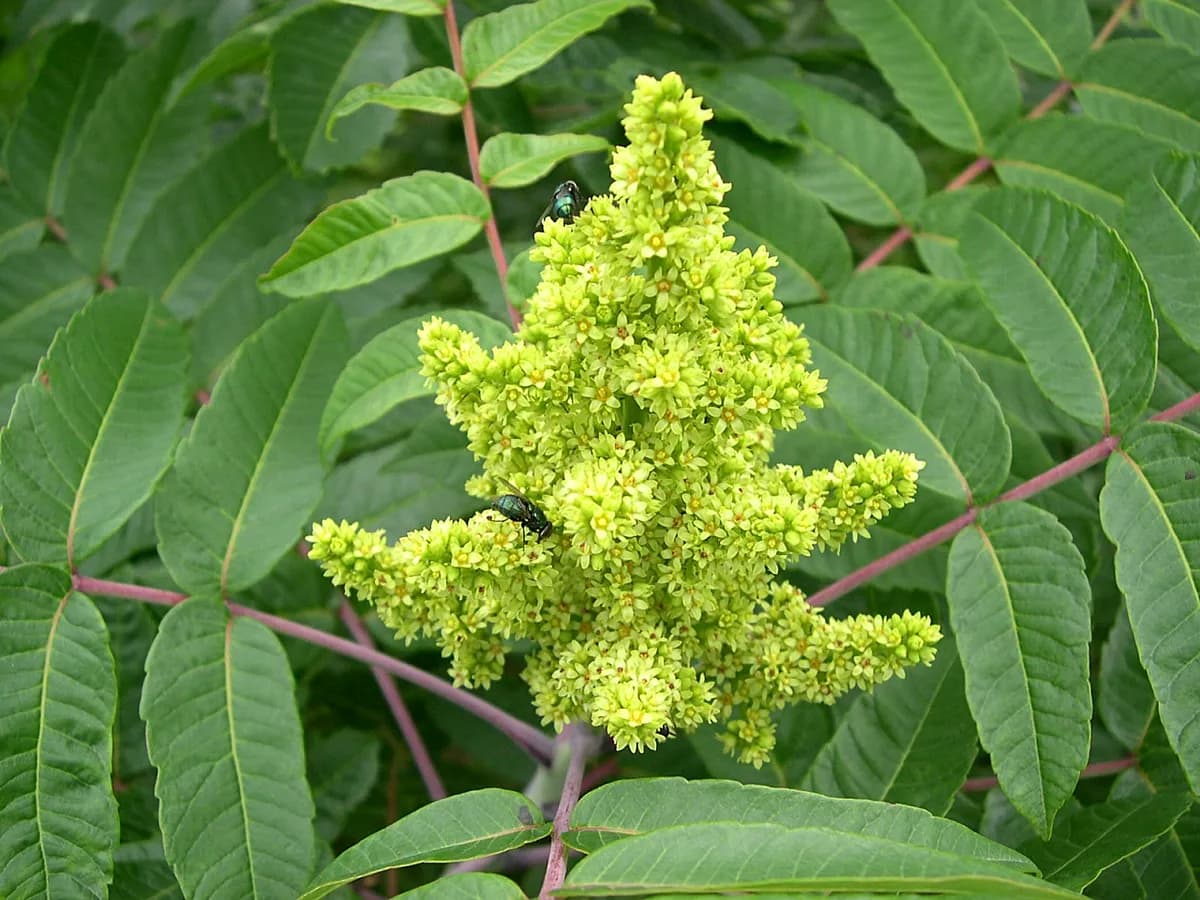Smooth Sumac (Rhus glabra)