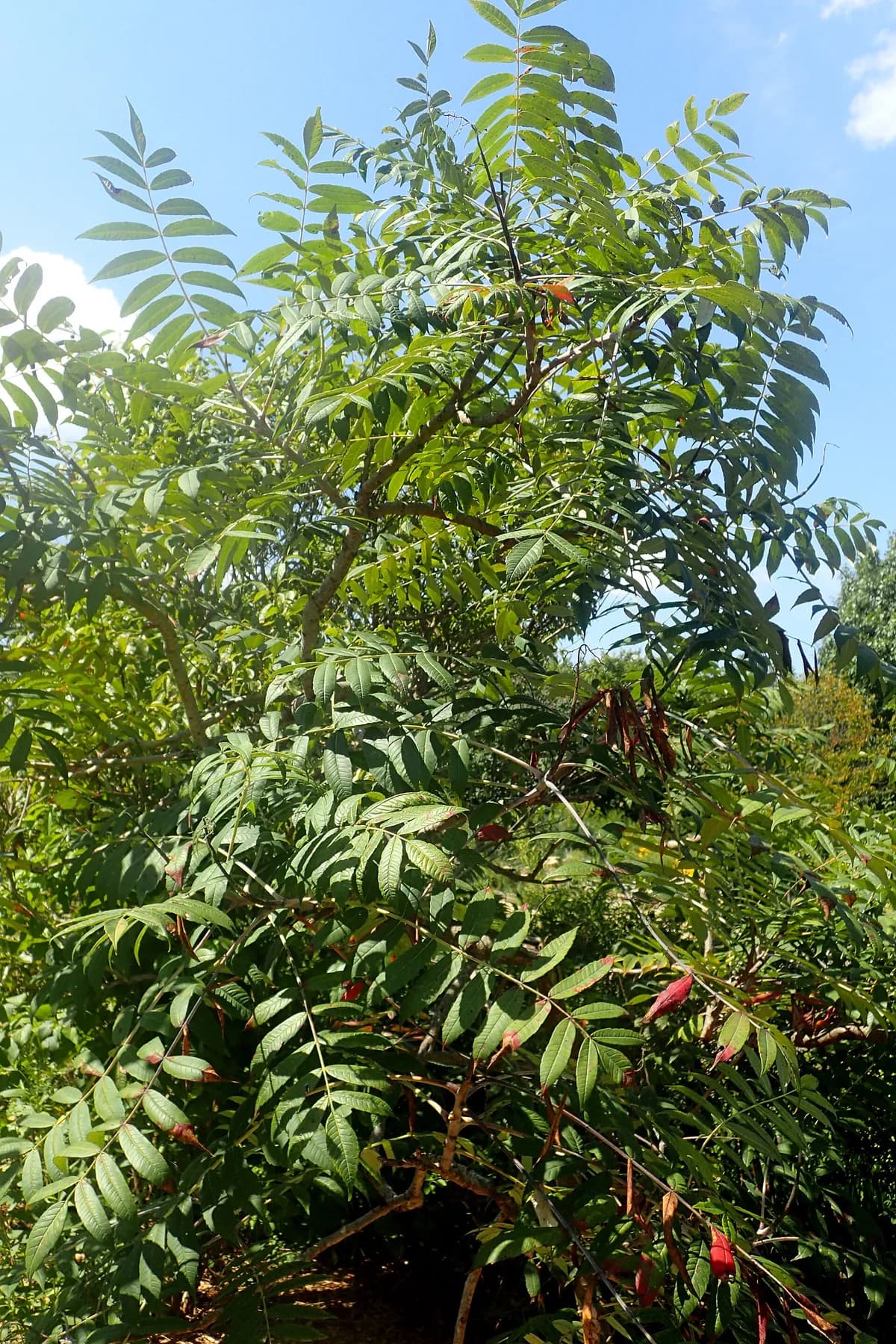 Smooth Sumac (Rhus glabra)