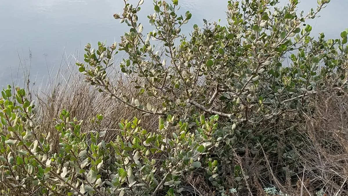 Lemonade sumac (Rhus integrifolia)