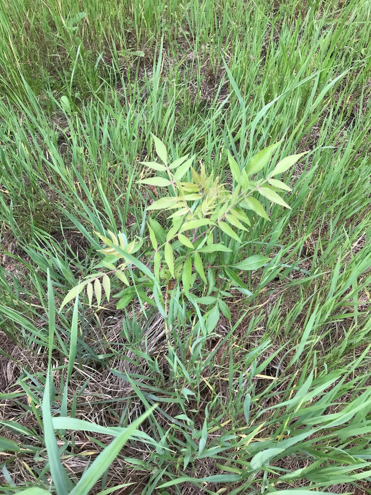 Prairie flameleaf sumac (Rhus lanceolata)