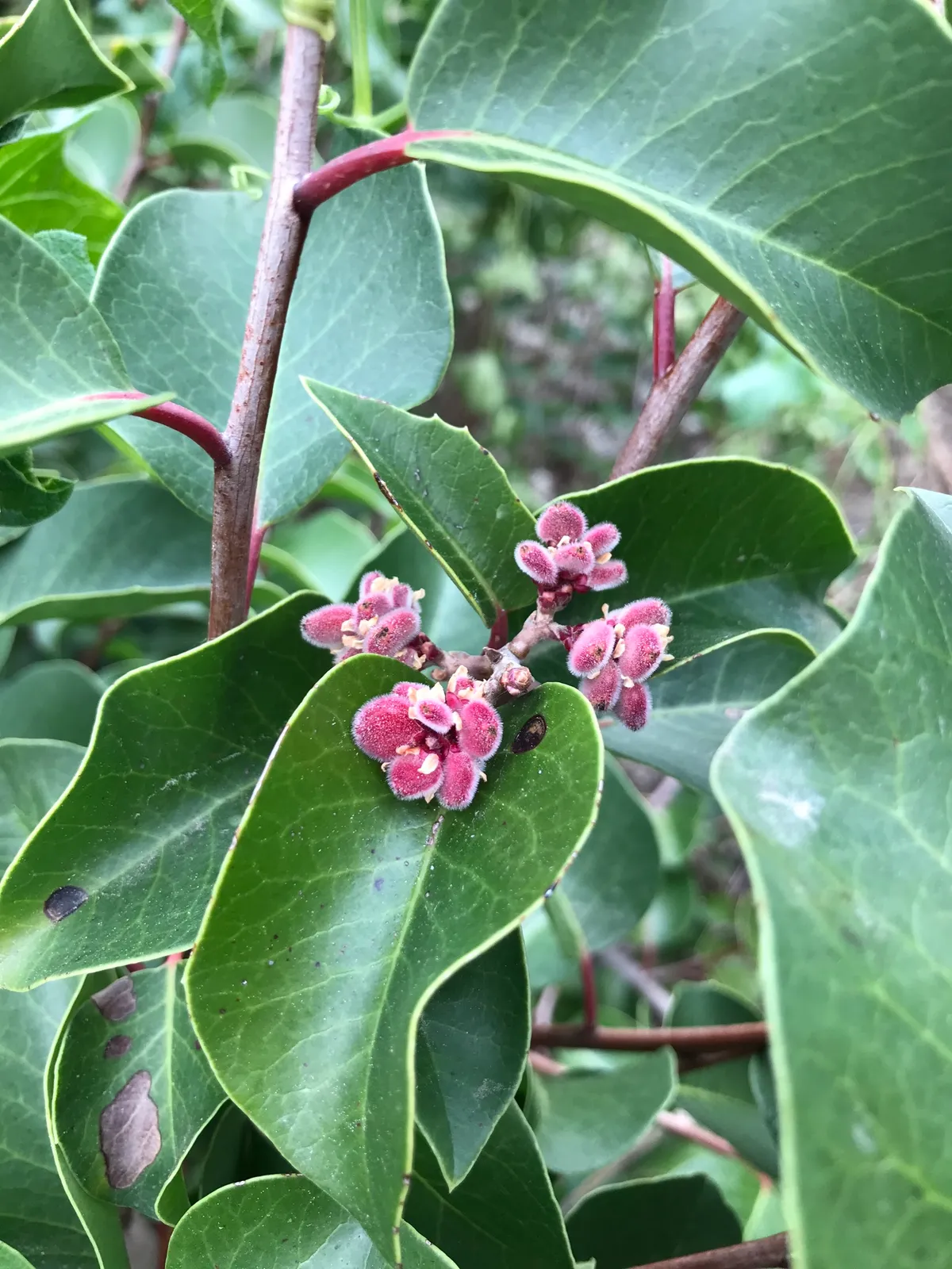 Sugar Sumac (Rhus ovata)