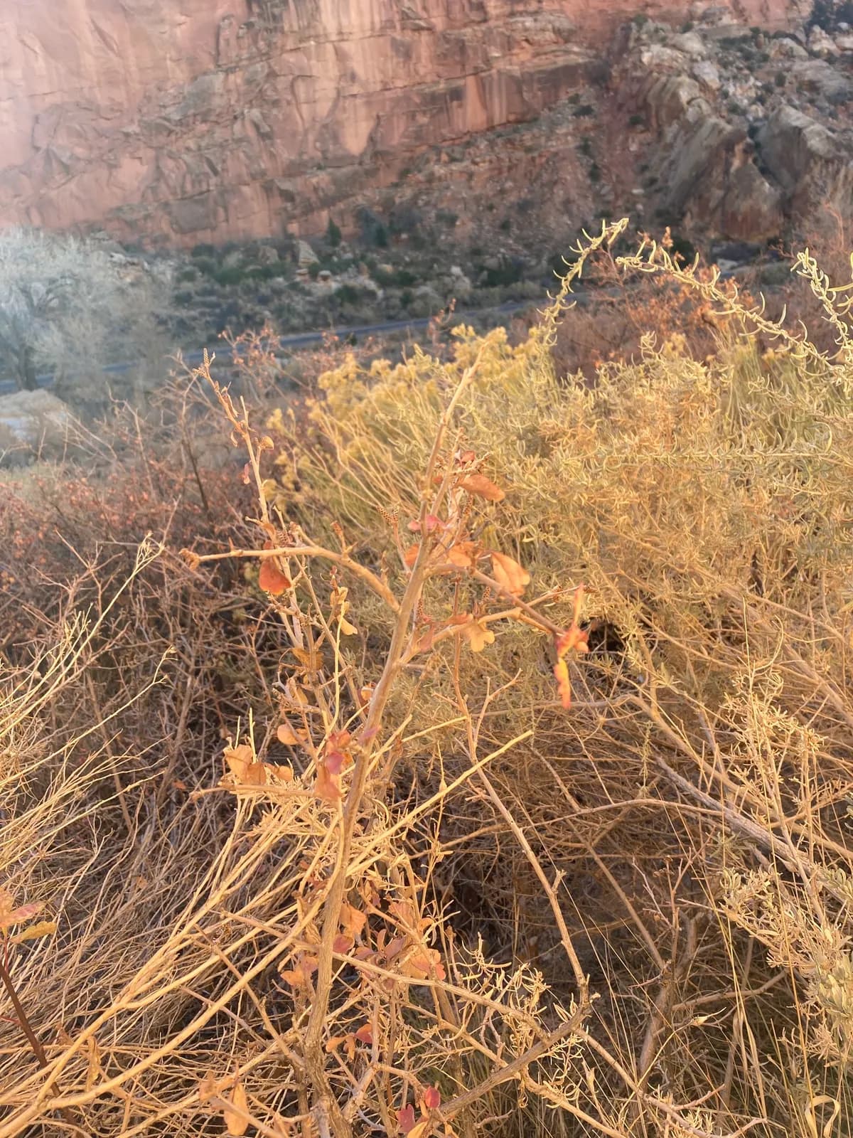 Skunkbush Sumac (Rhus trilobata)