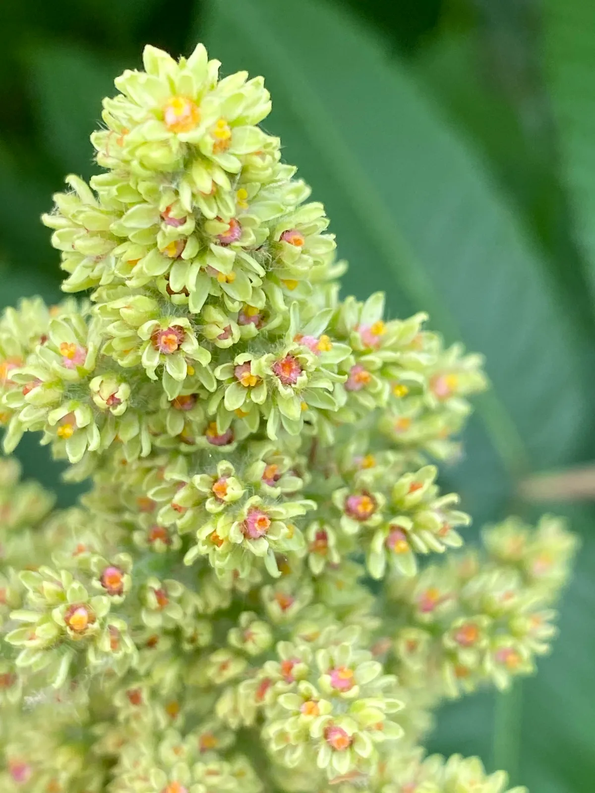 Virginia Sumac (Rhus typhina)