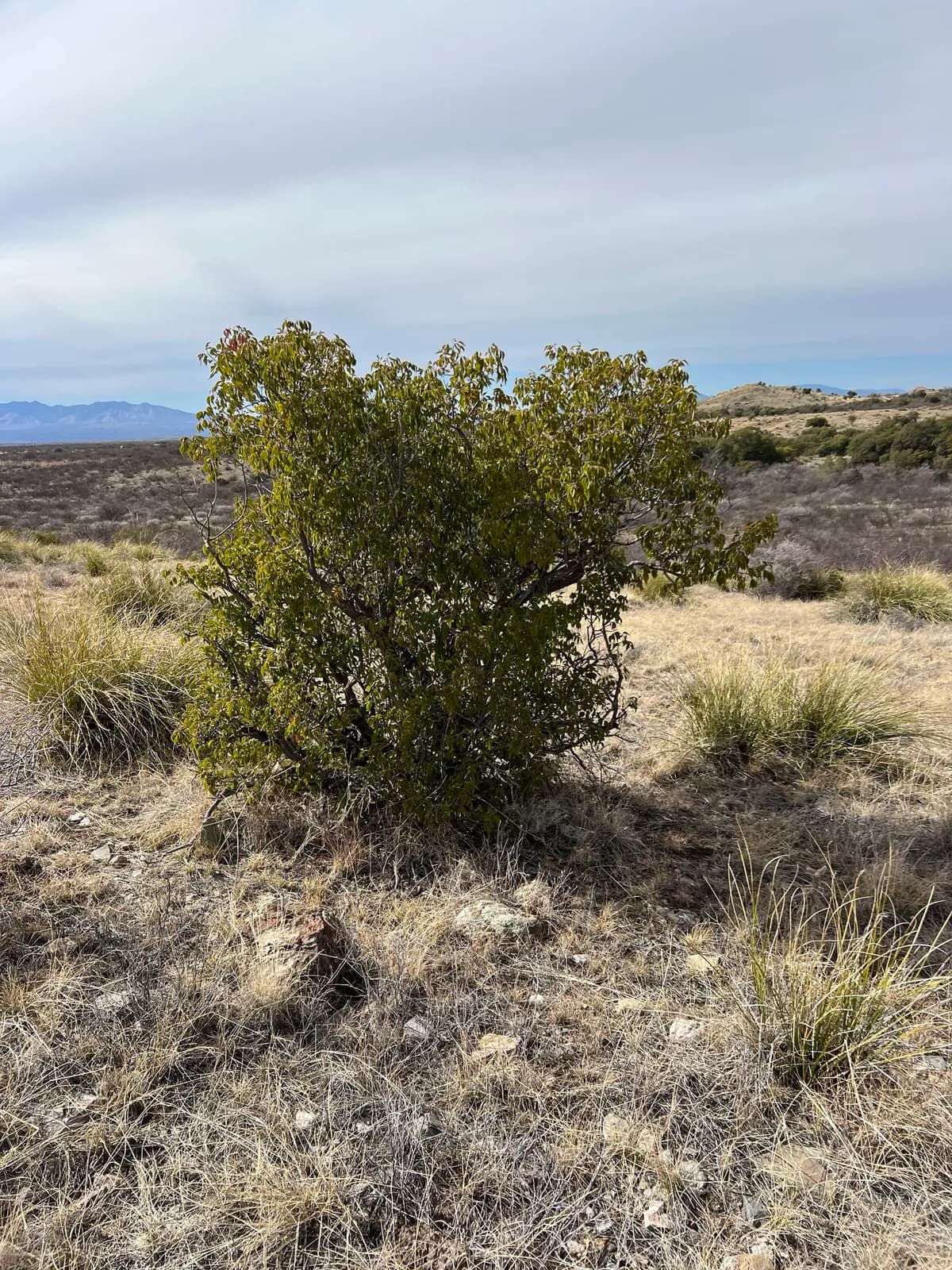 Evergreen Sumac (Rhus virens)