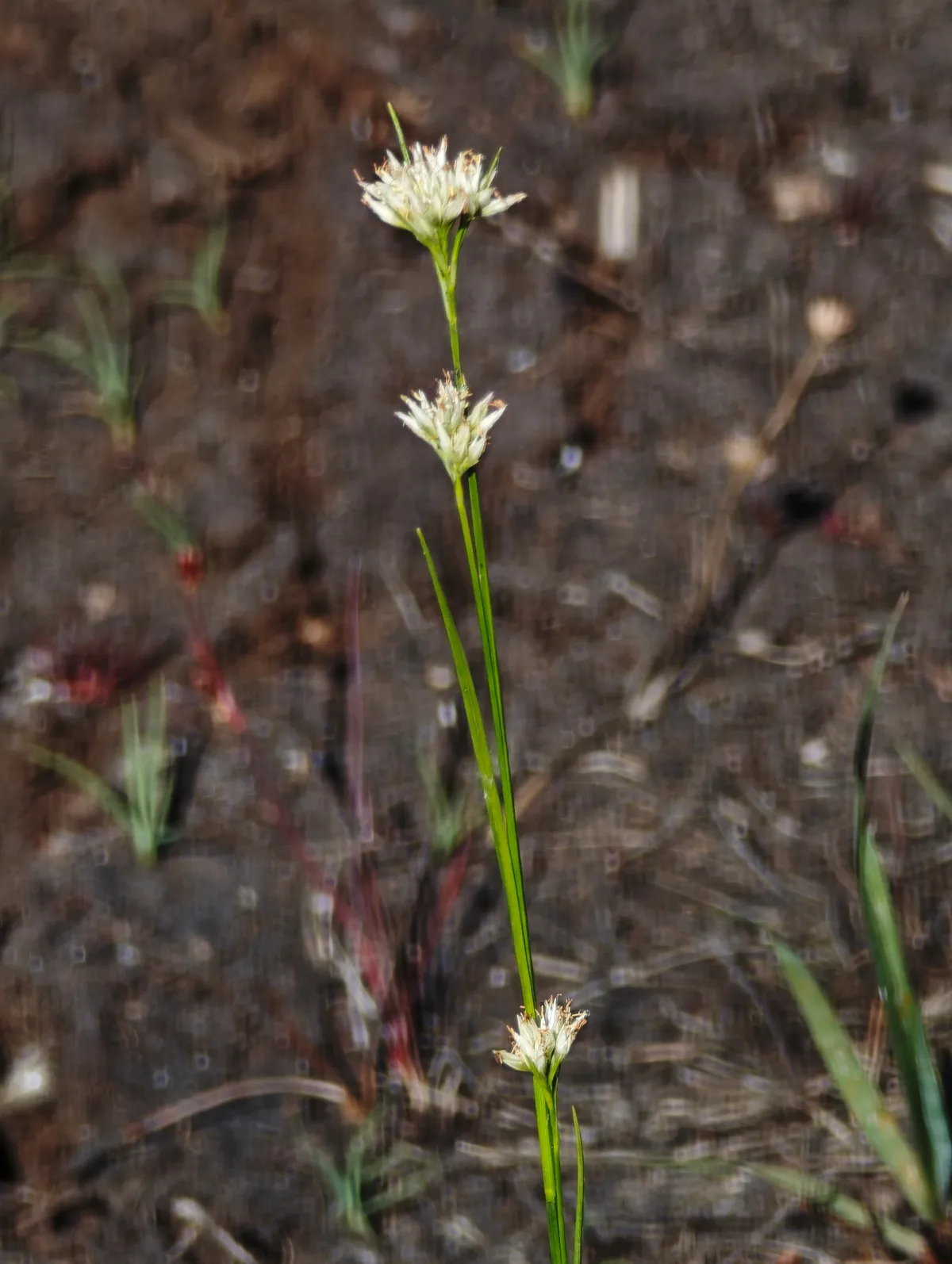 White Beak Sedge (Rhynchospora alba)