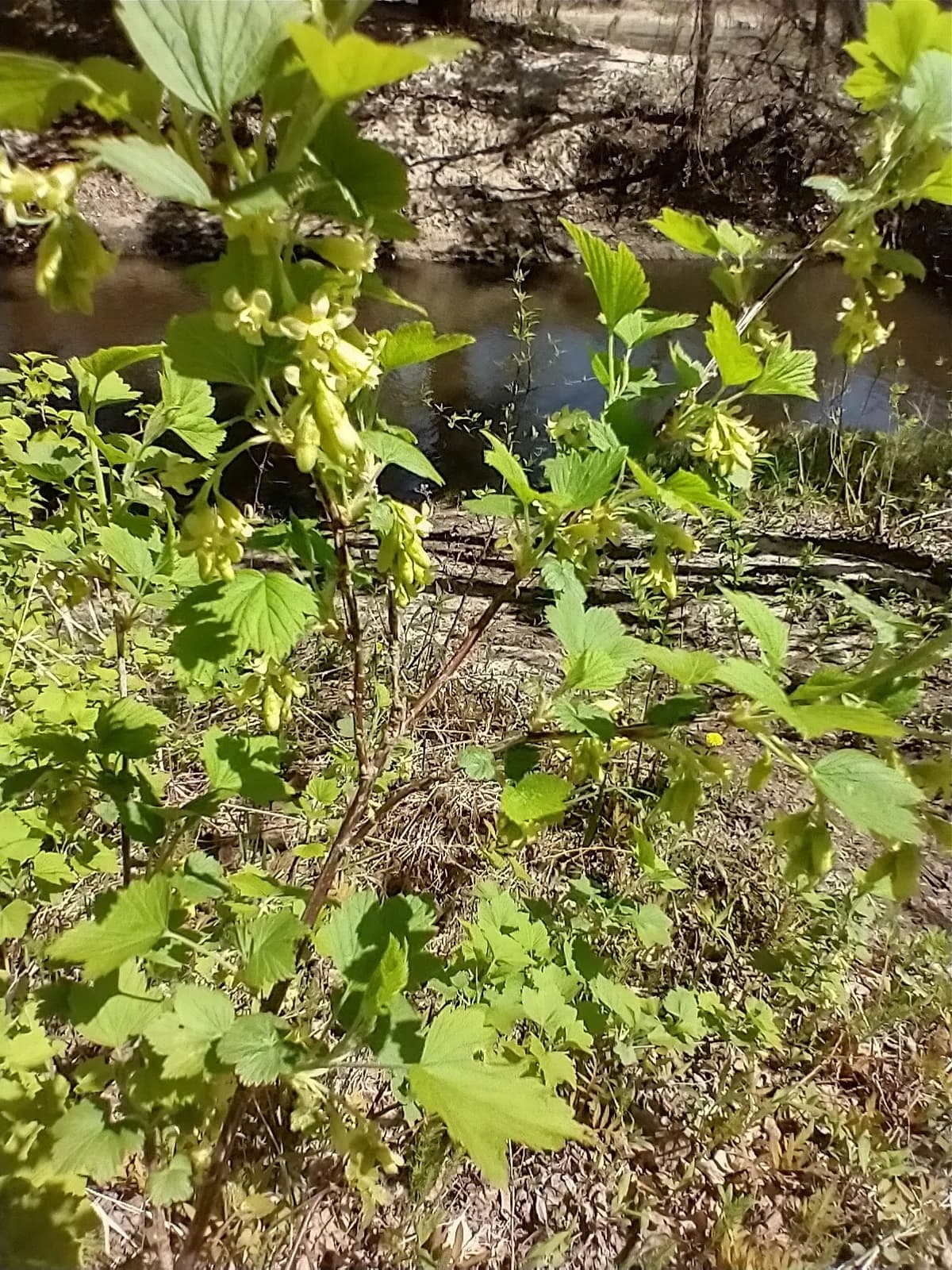 American Black Currant (Ribes americanum)