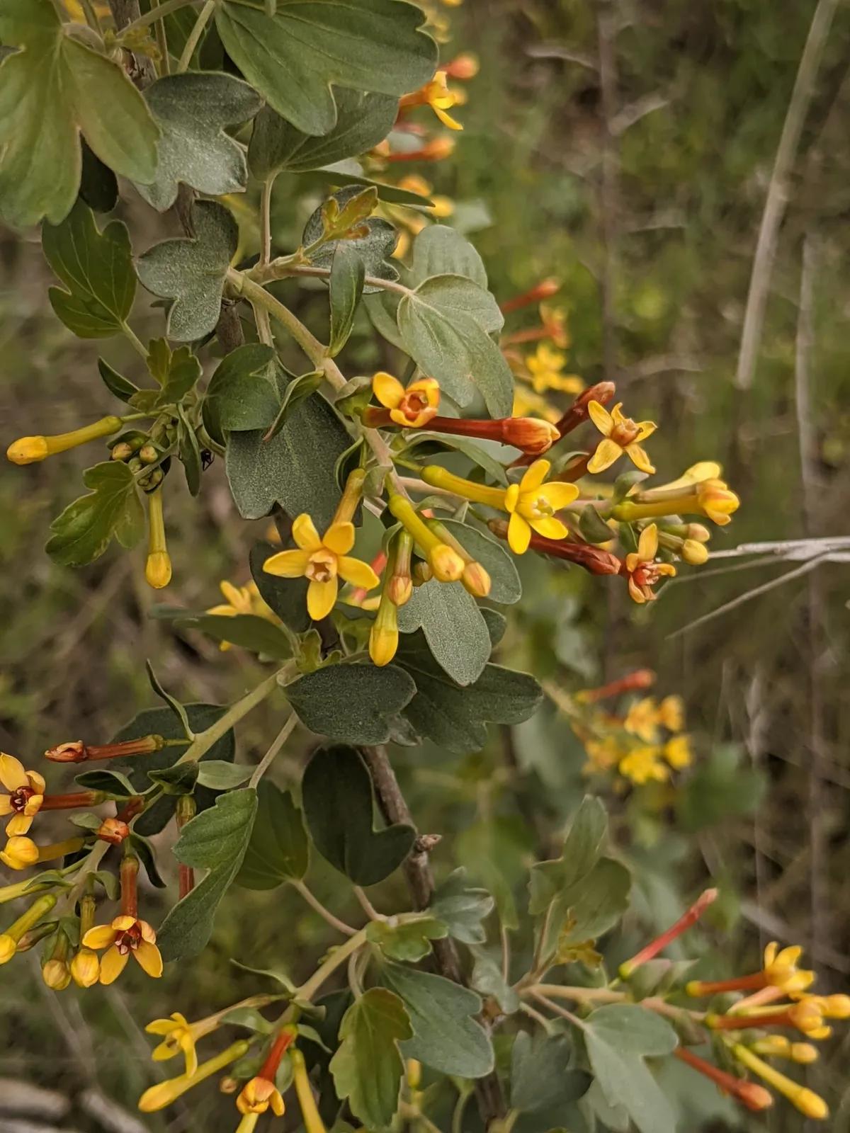 Golden Currant (Ribes aureum)
