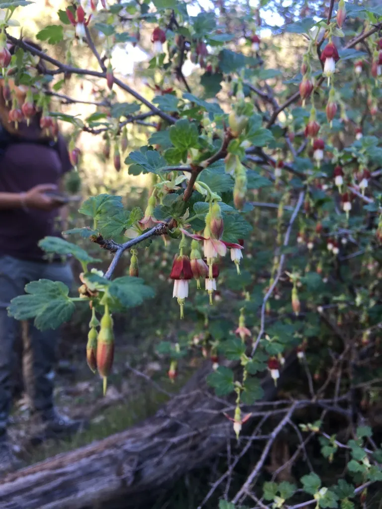Hillside gooseberry (Ribes californicum)