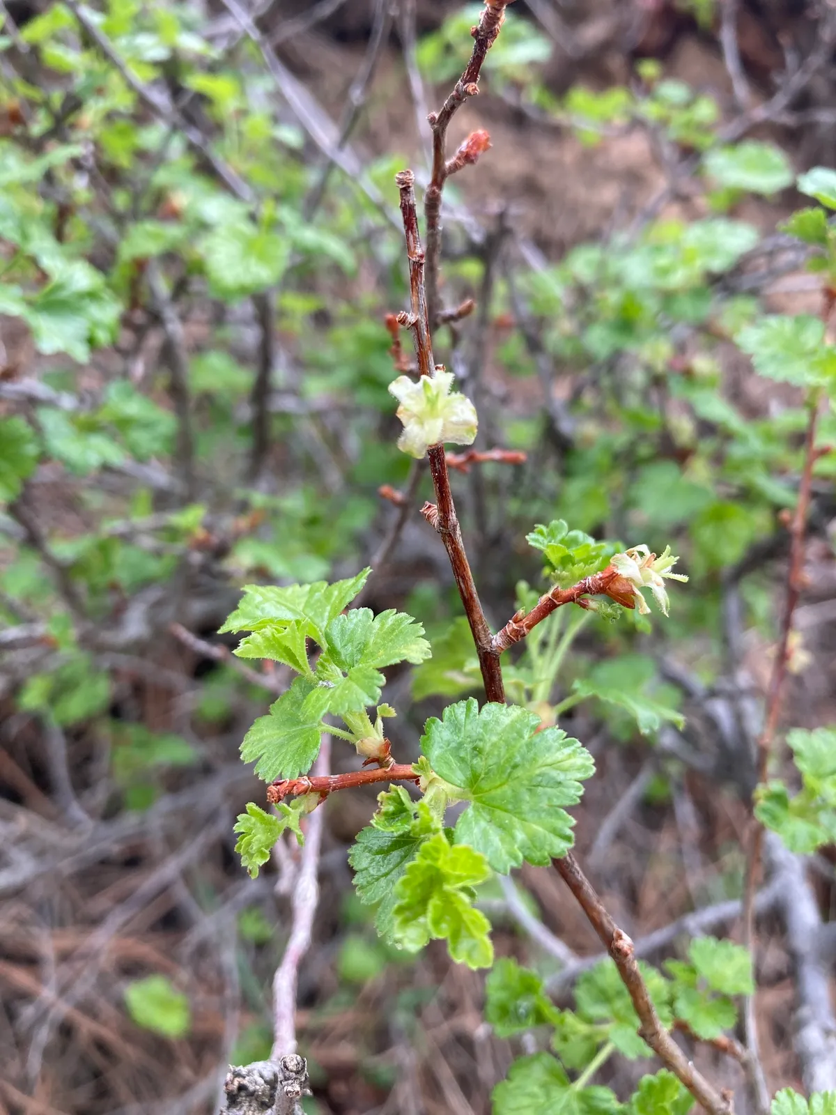 Squaw Currant (Ribes cereum)
