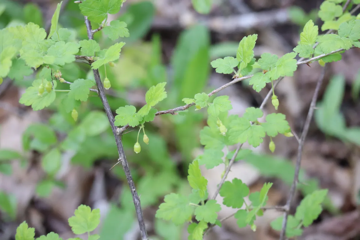 American Gooseberry (Ribes cynosbati)