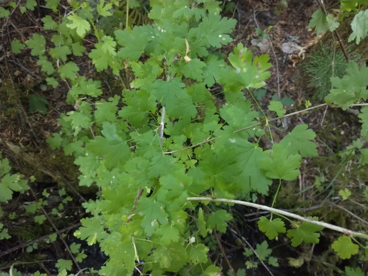 Wild black gooseberry (Ribes divaricatum)