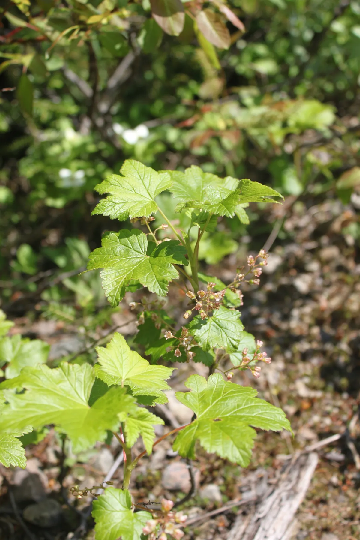 Wild Currant (Ribes glandulosum)