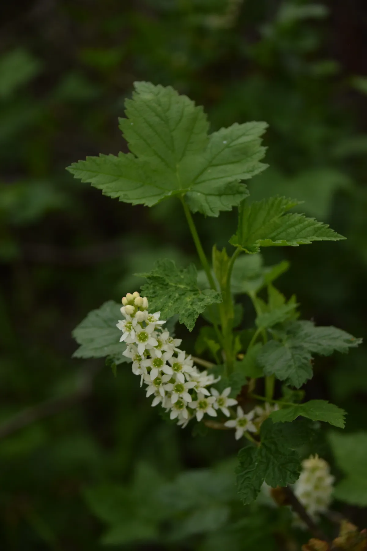 Northern Black Currant (Ribes hudsonianum)