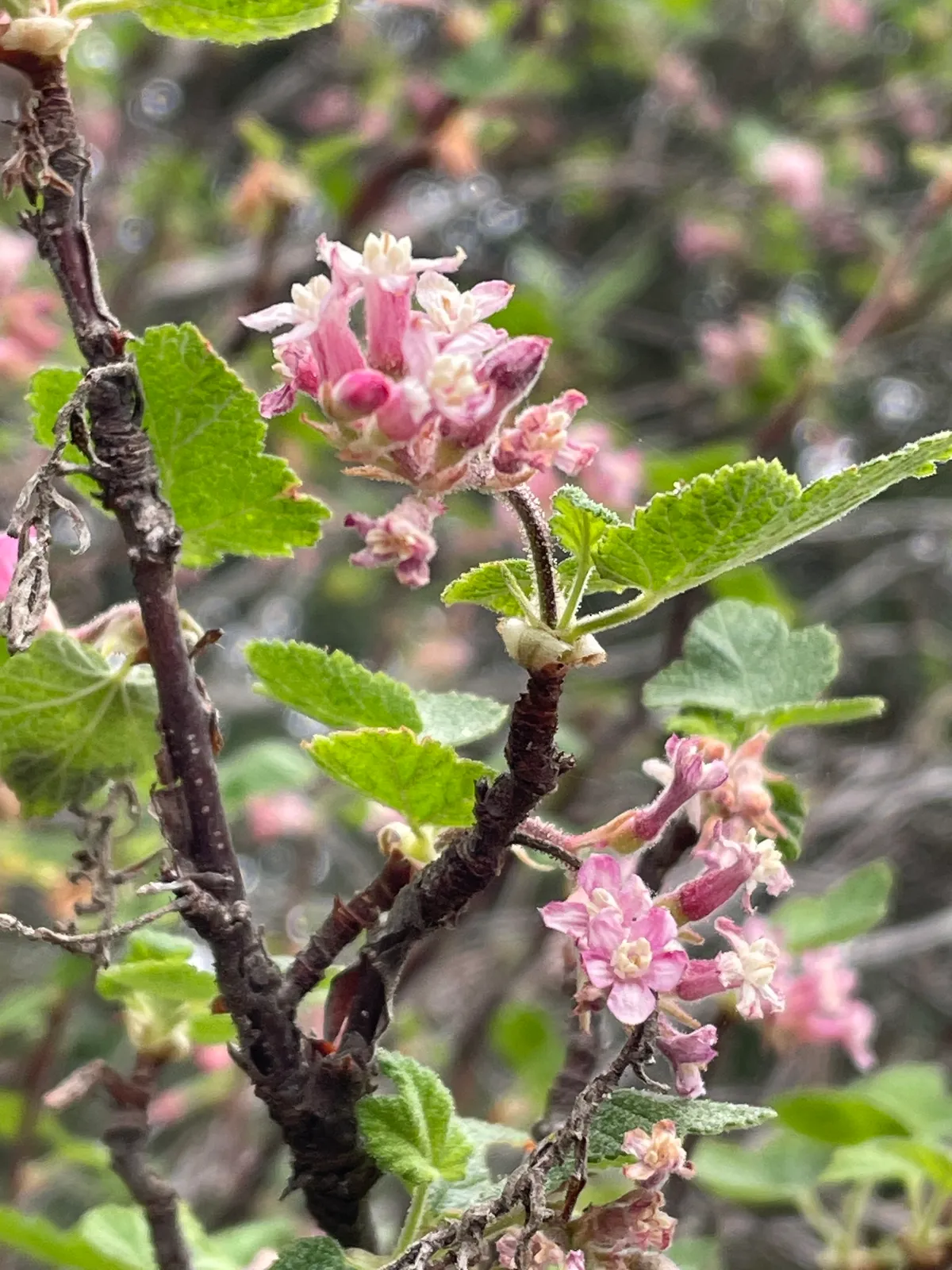 Chaparral currant (Ribes malvaceum)