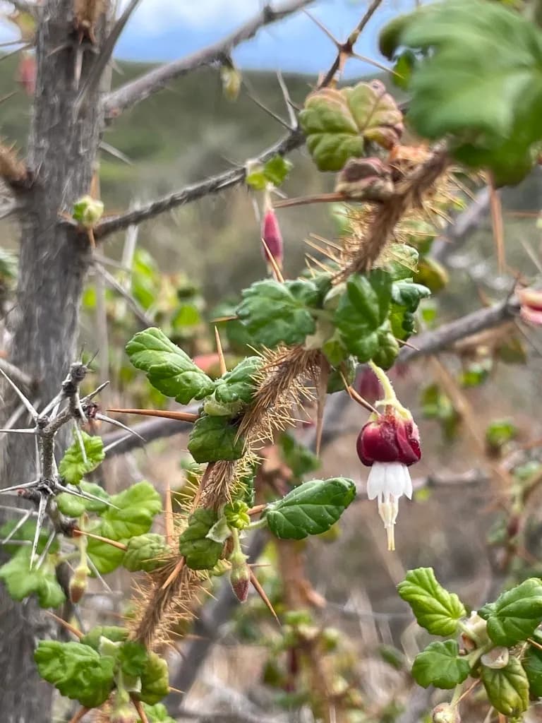 Canyon gooseberry (Ribes menziesii)