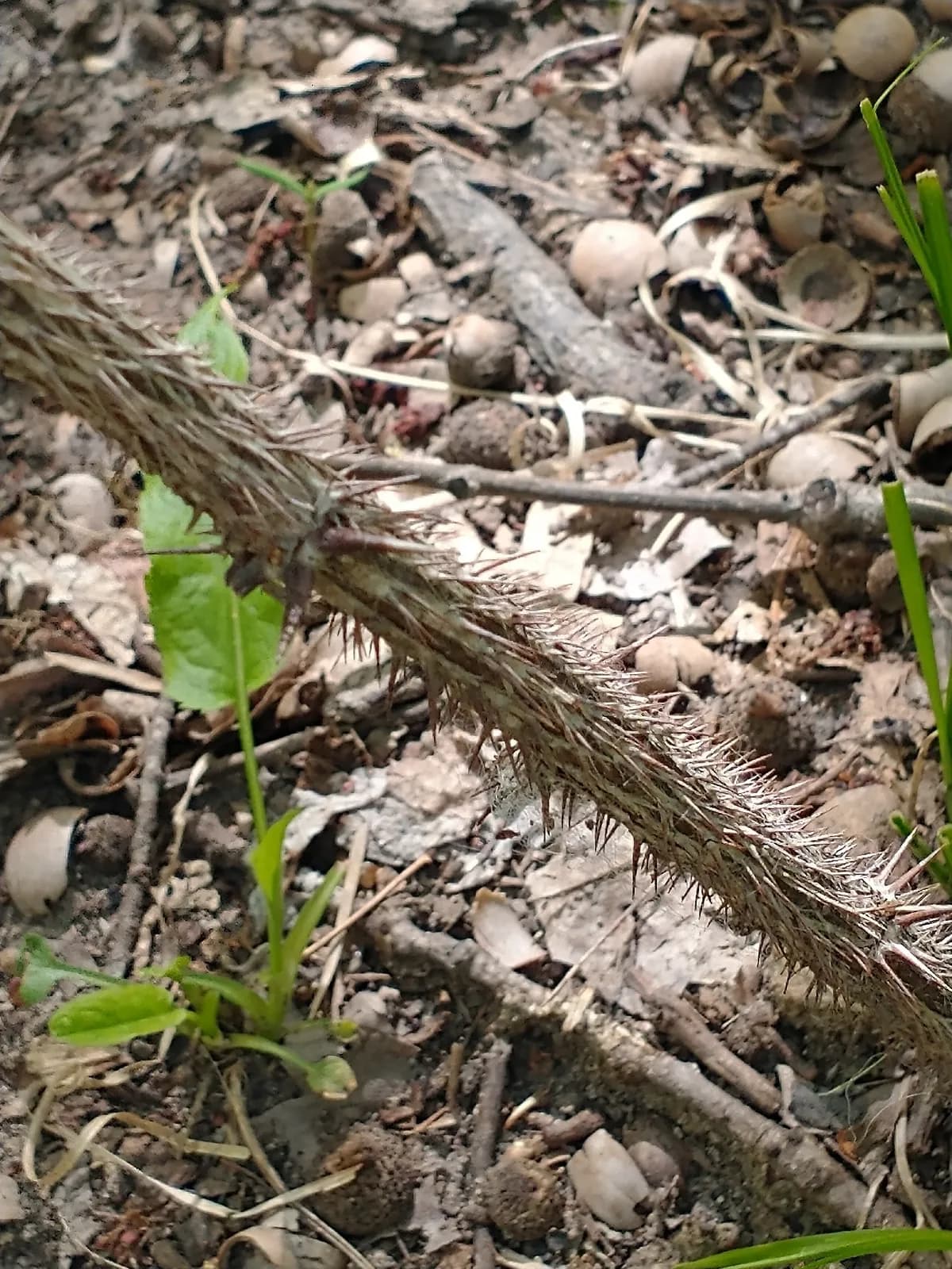 Missouri Gooseberry (Ribes missouriense)