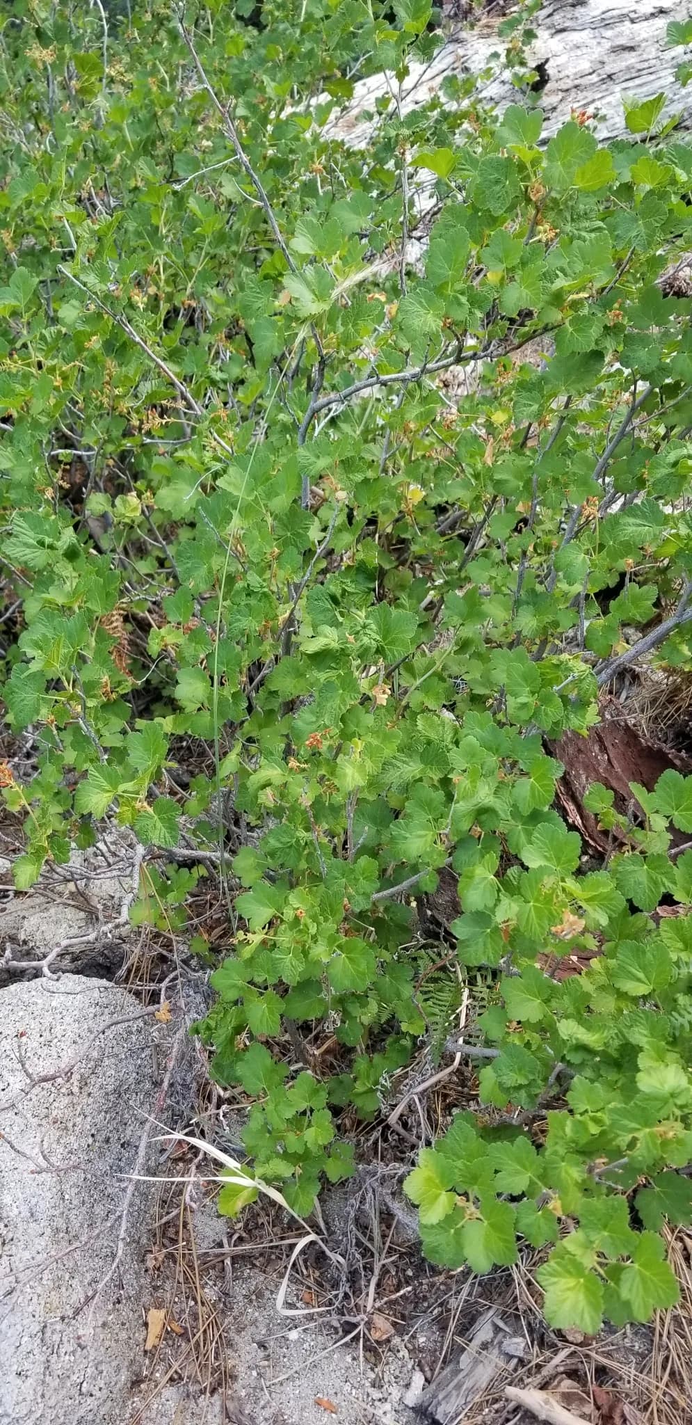 Sierra Currant (Ribes nevadense)