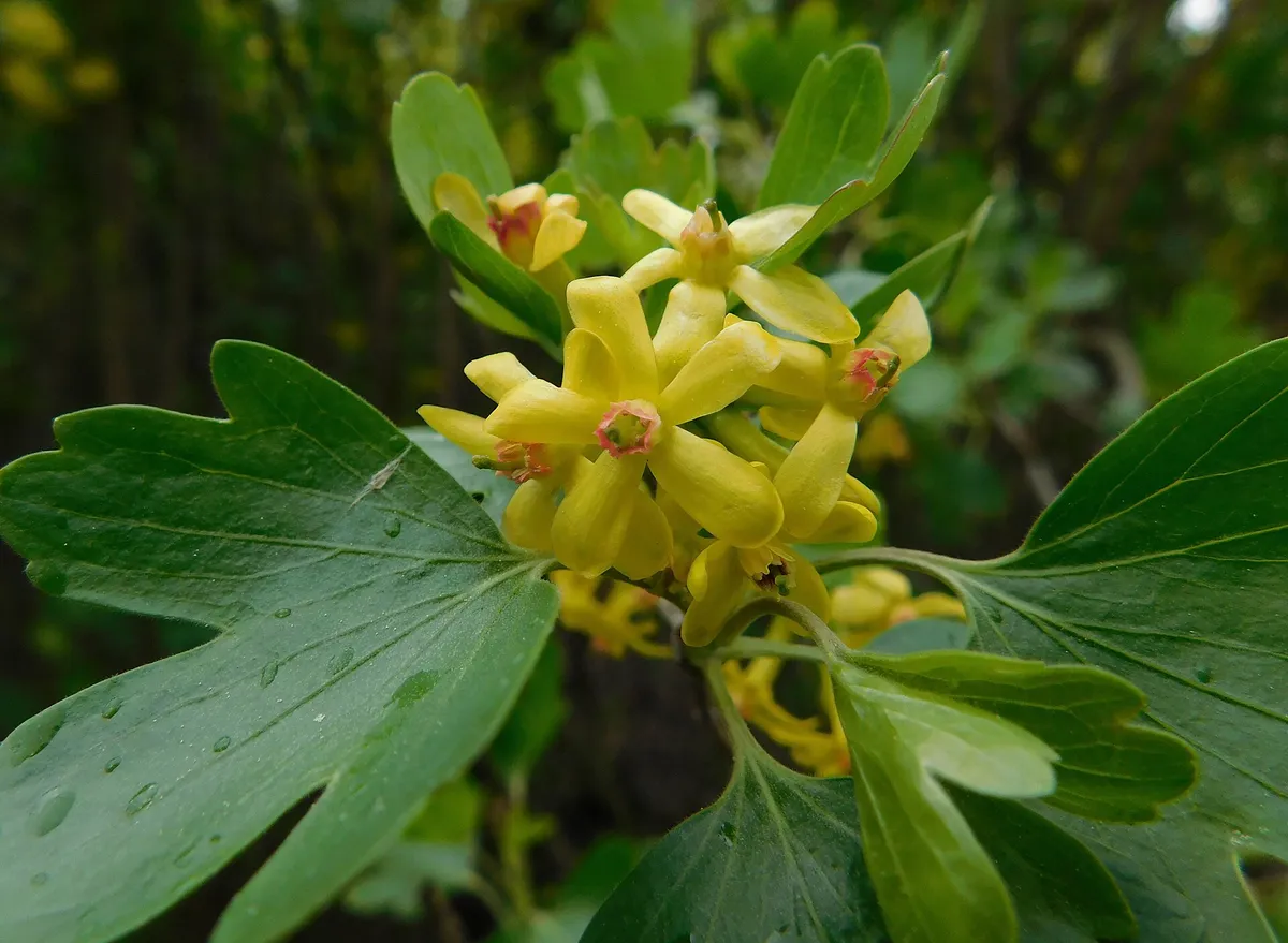 Clove currant (Ribes odoratum)