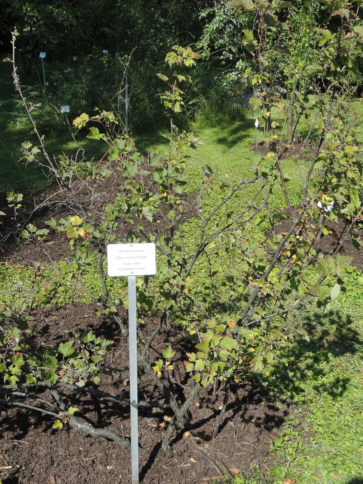 Canada Gooseberry (Ribes oxyacanthoides)