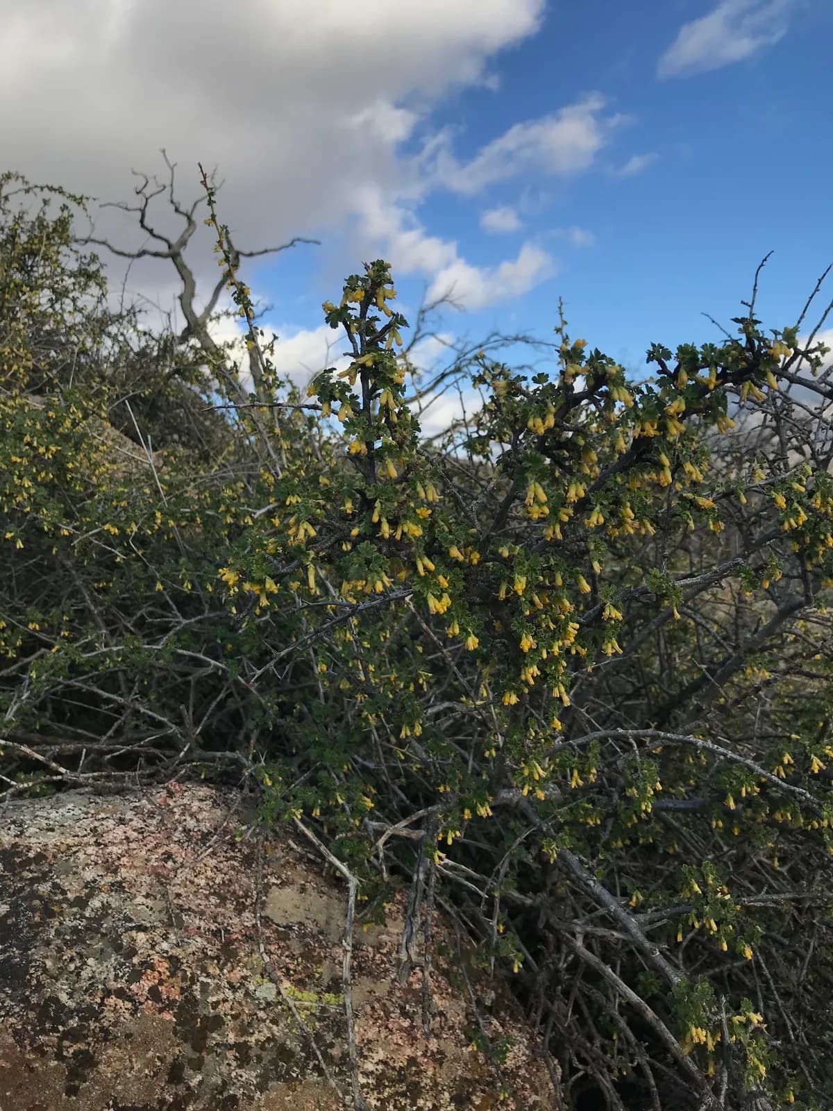 Oak gooseberry (Ribes quercetorum)