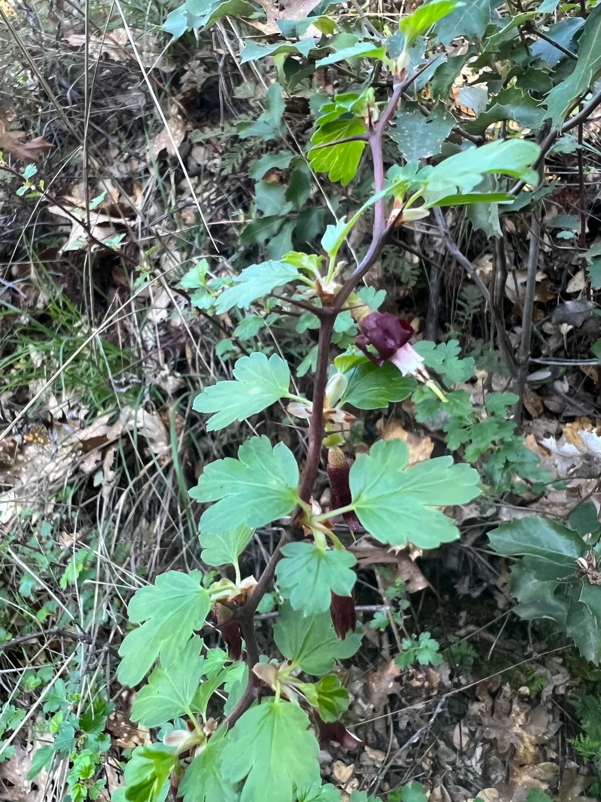 Sierra Gooseberry (Ribes roezlii)