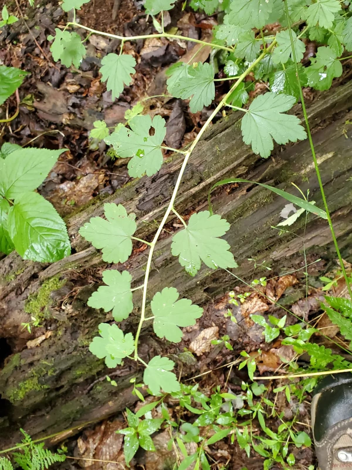 Appalachian Gooseberry (Ribes rotundifolium)