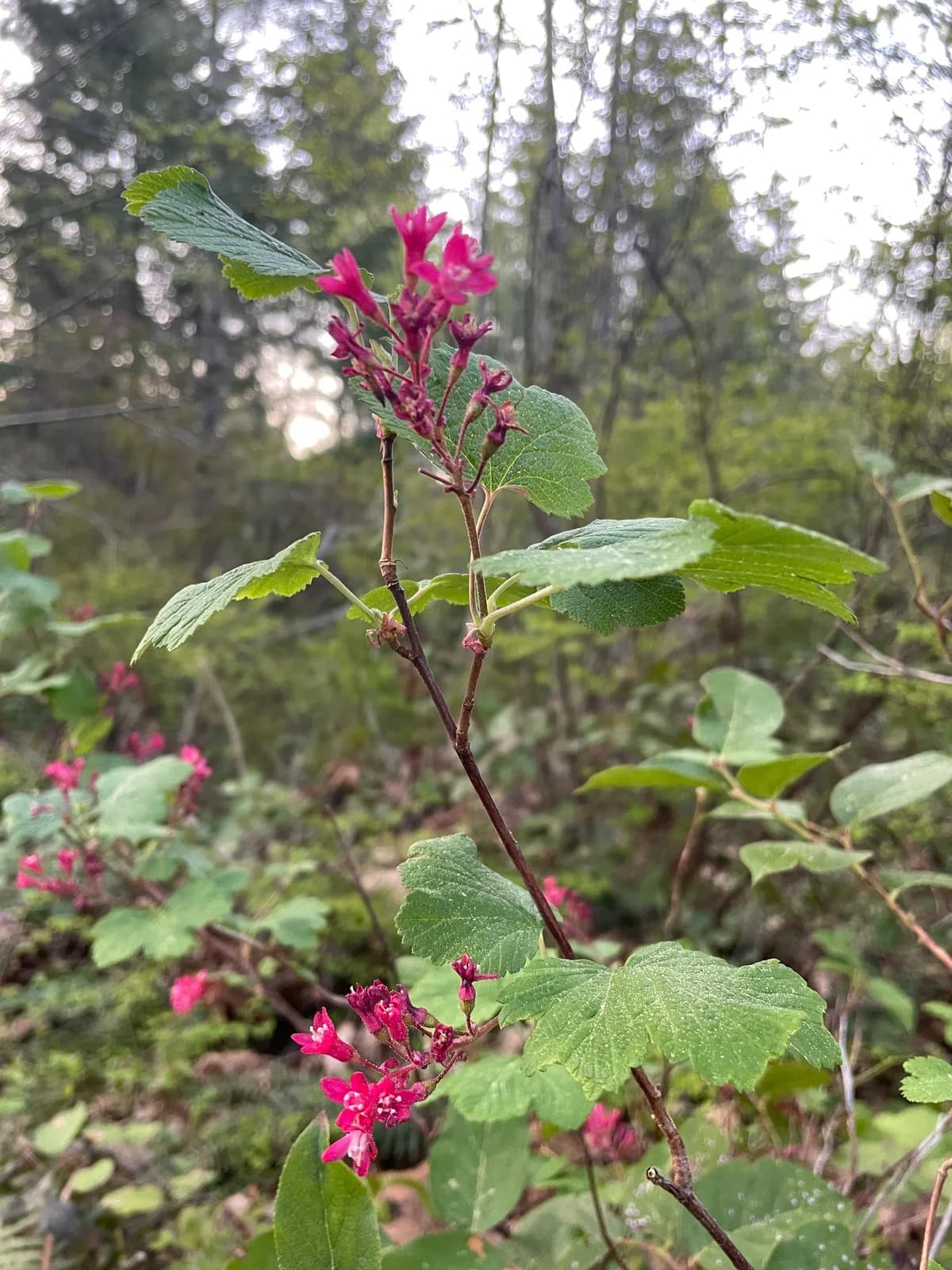 Flowering Currant (Ribes sanguineum)