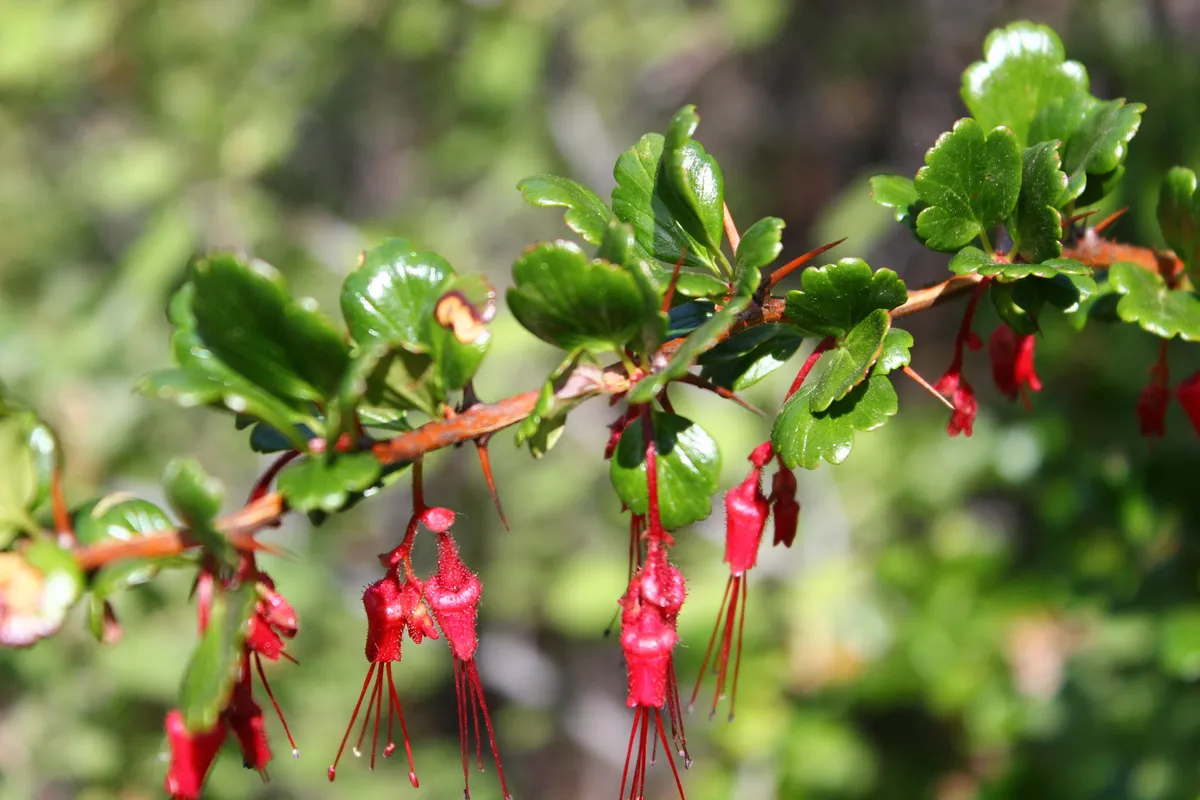 Fuchsia-flower Gooseberry (Ribes speciosum)