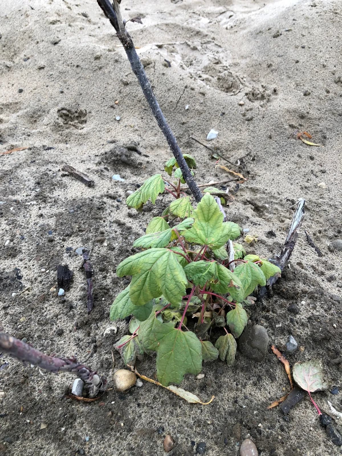 Swamp Red Currant (Ribes triste)