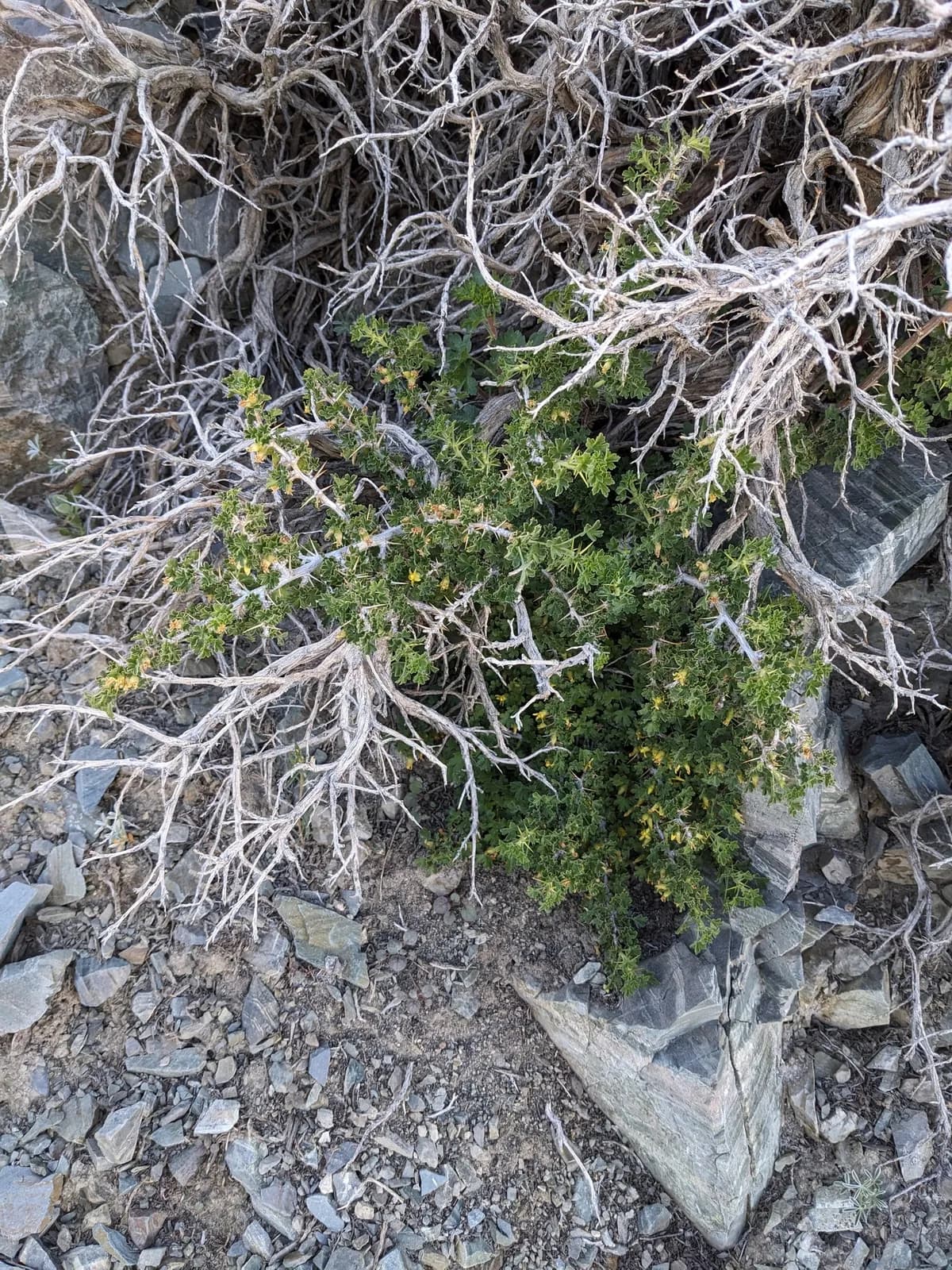 Desert Gooseberry (Ribes velutinum)
