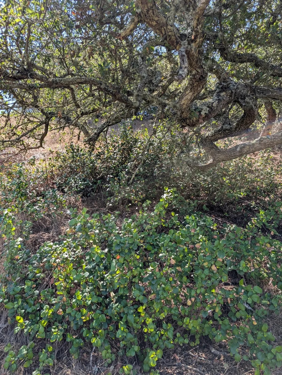 Island gooseberry (Ribes viburnifolium)