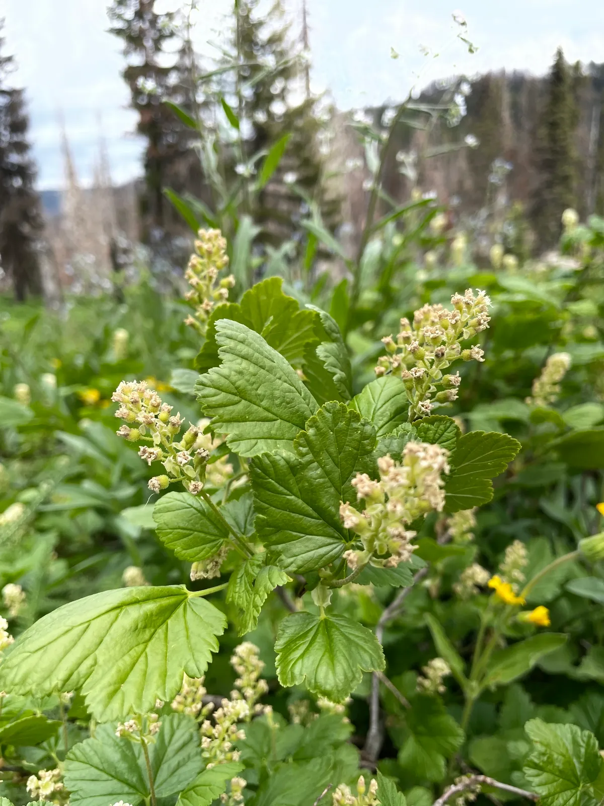 Wolf's Currant (Ribes wolfii)