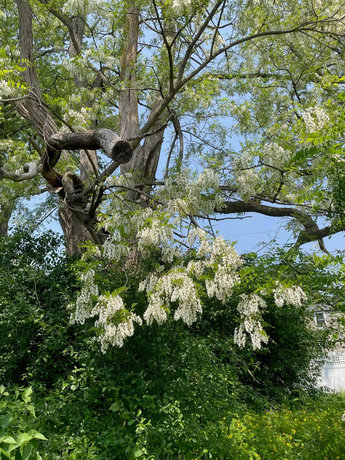 False acacia (Robinia pseudoacacia)