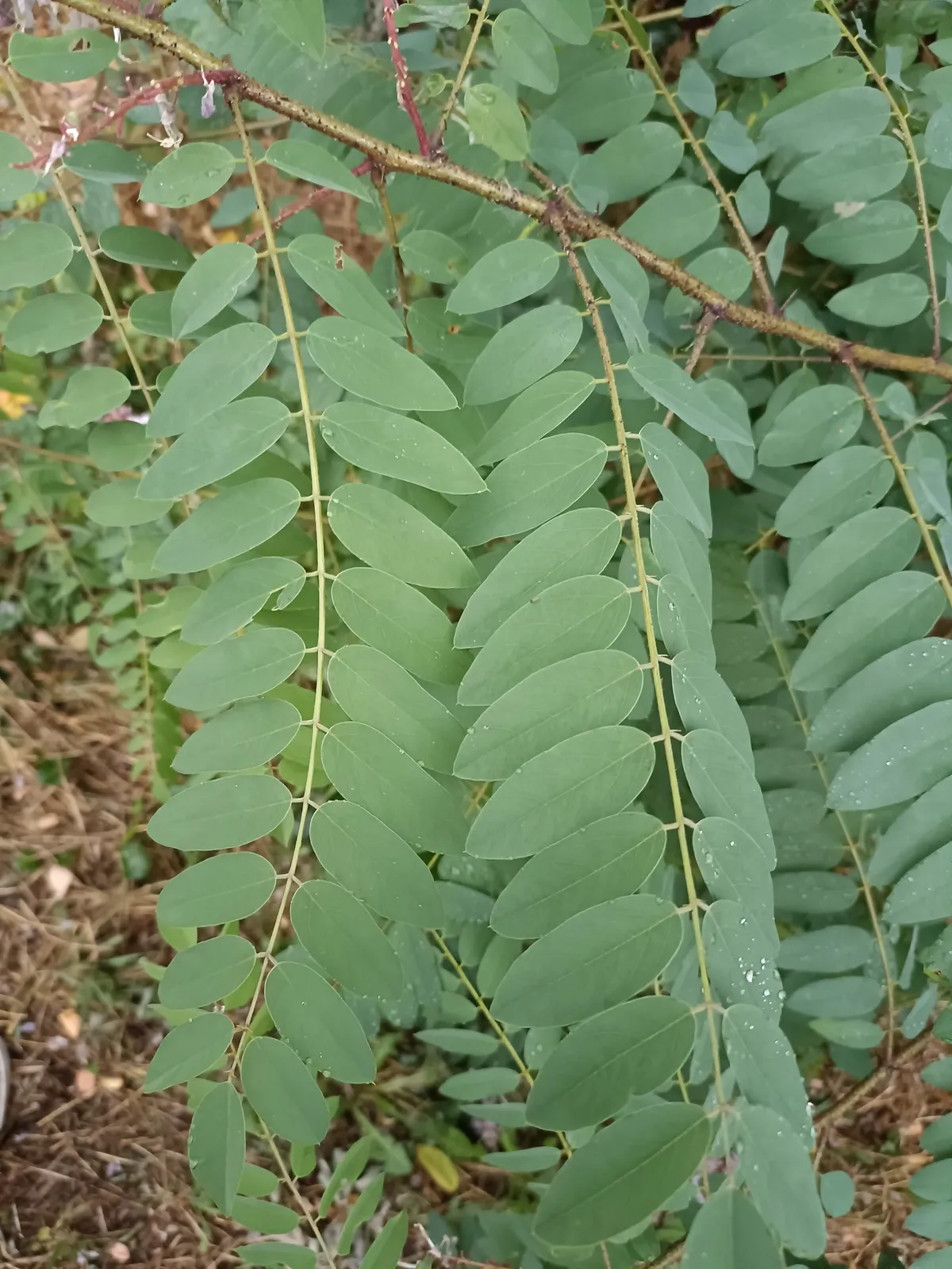Clammy Locust (Robinia viscosa)