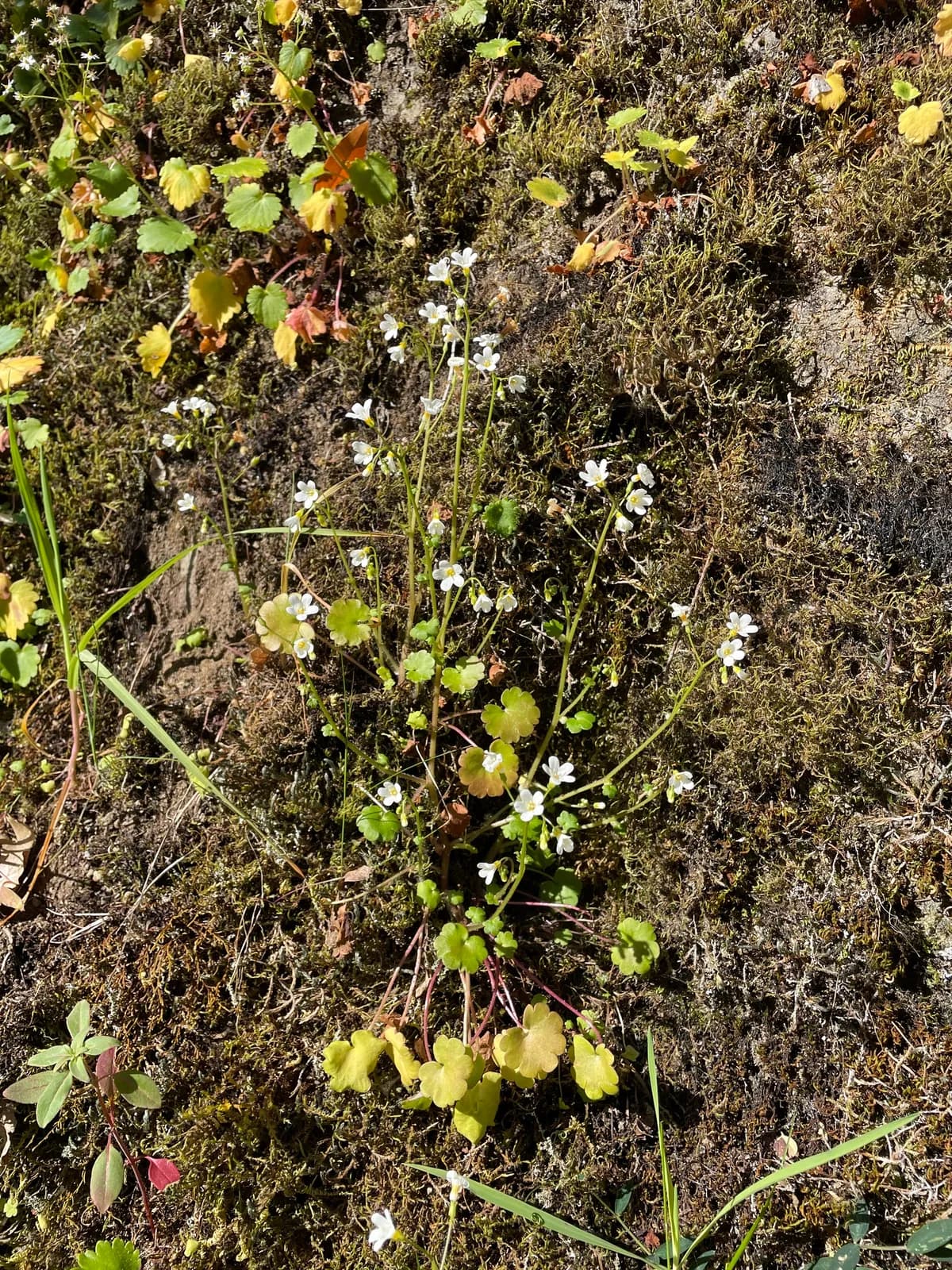 California mistmaiden (Romanzoffia californica)