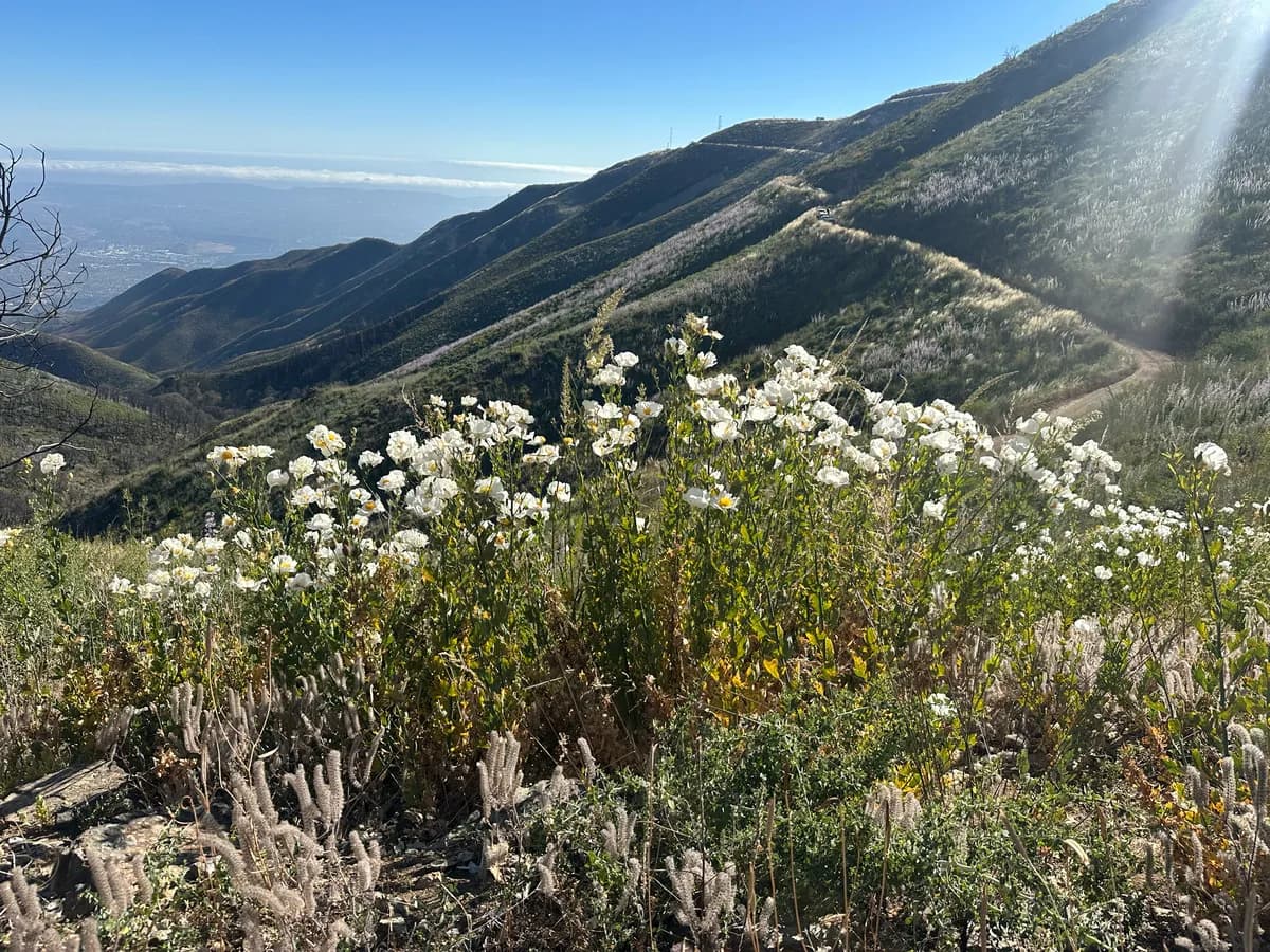California Tree-poppy (Romneya coulteri)
