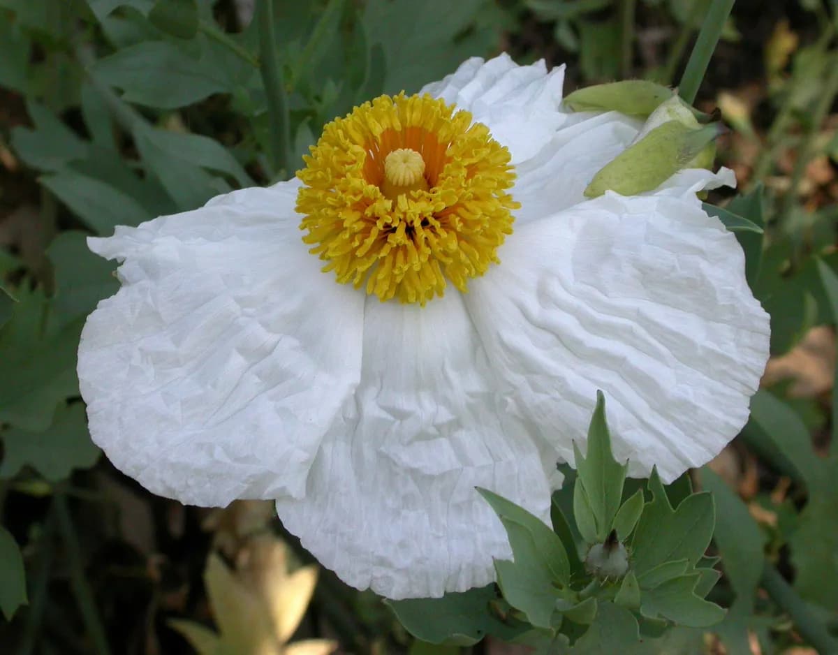 Hairy matilija-poppy (Romneya trichocalyx)