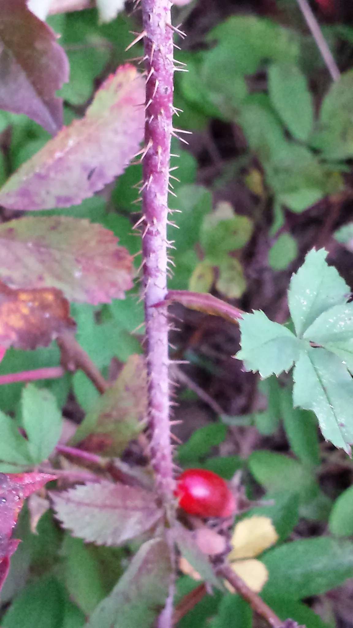 Prickly Rose (Rosa acicularis)