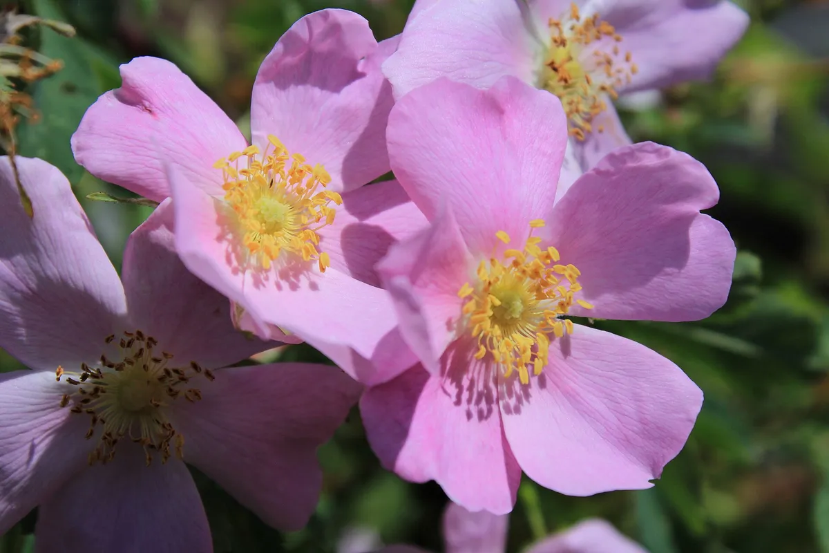 Prairie Rose (Rosa arkansana)
