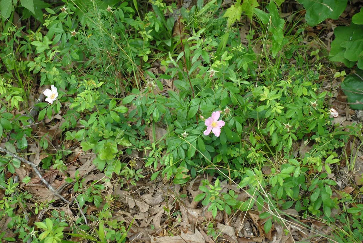 Carolina Rose (Rosa carolina)