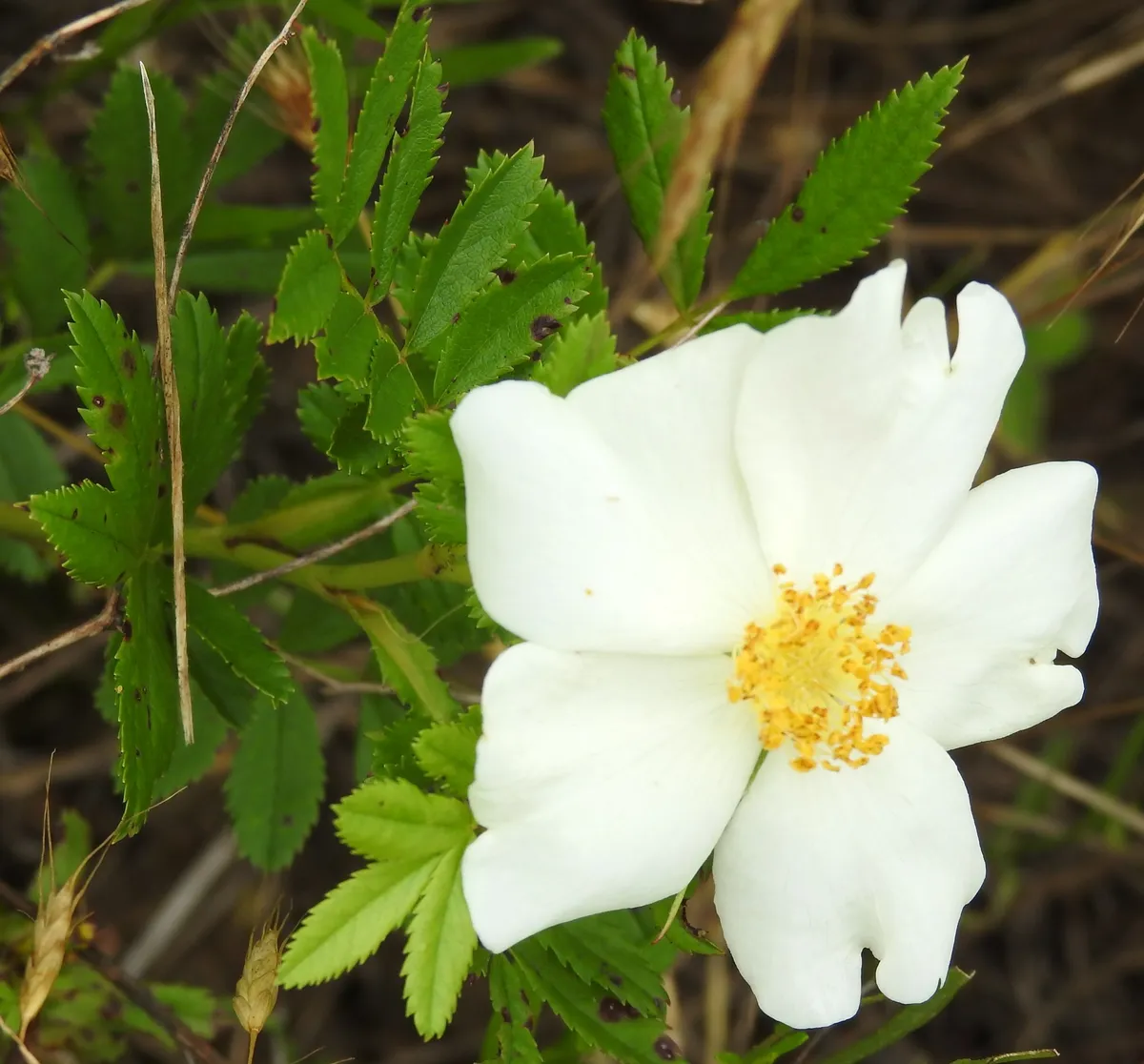 White Prairie Rose (Rosa foliolosa)