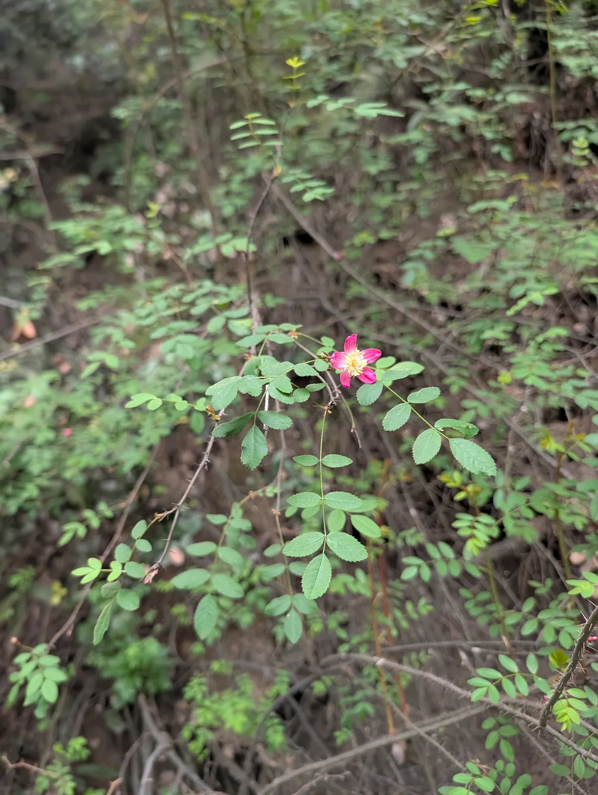Baldhip rose (Rosa gymnocarpa)